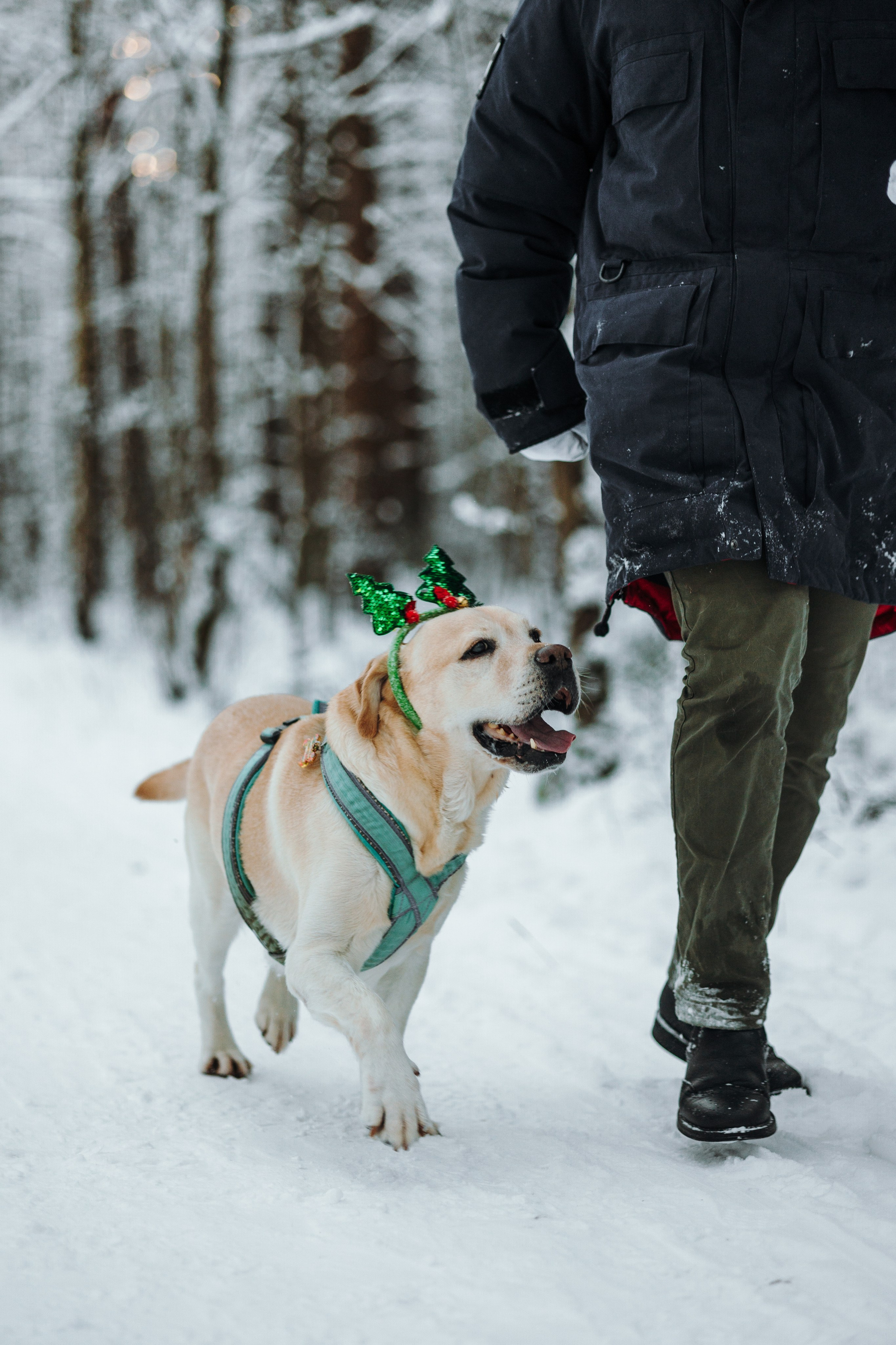 Ребята и их хвостатая семейка. Фотограф — Анималист | Санкт-Петербург