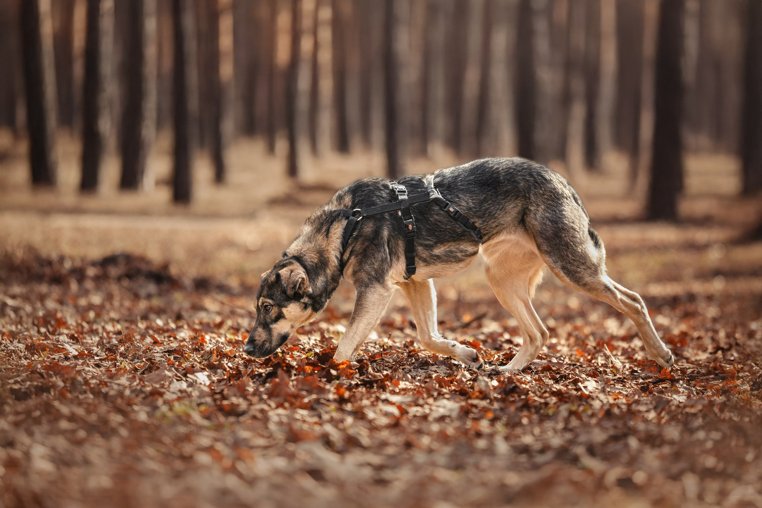 Собаки из приюта Дубовая роща весна 2025. Фотограф-анималист Татьяна Степанова
