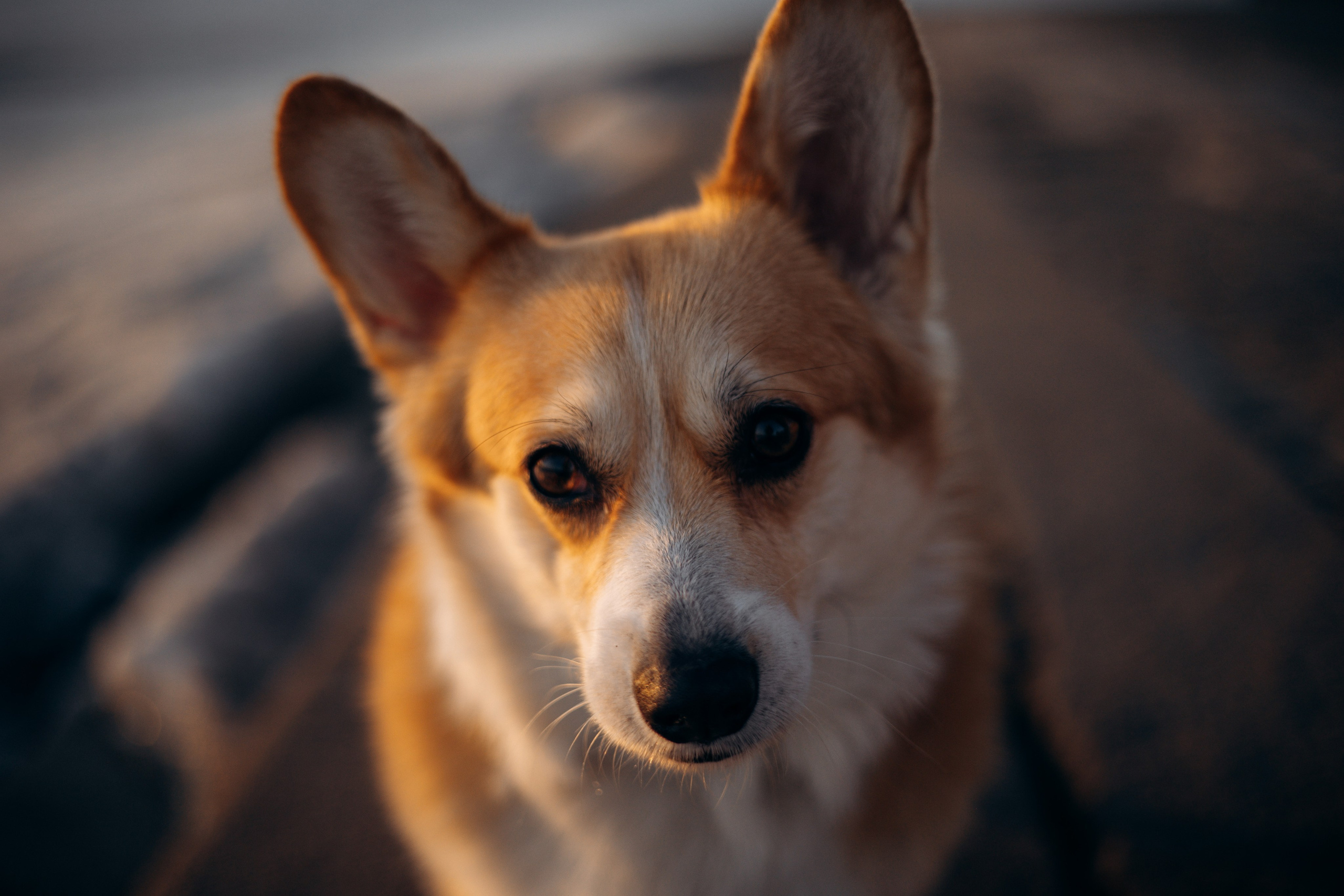 Настя и Ева. Фотограф — Анималист | Санкт-Петербург