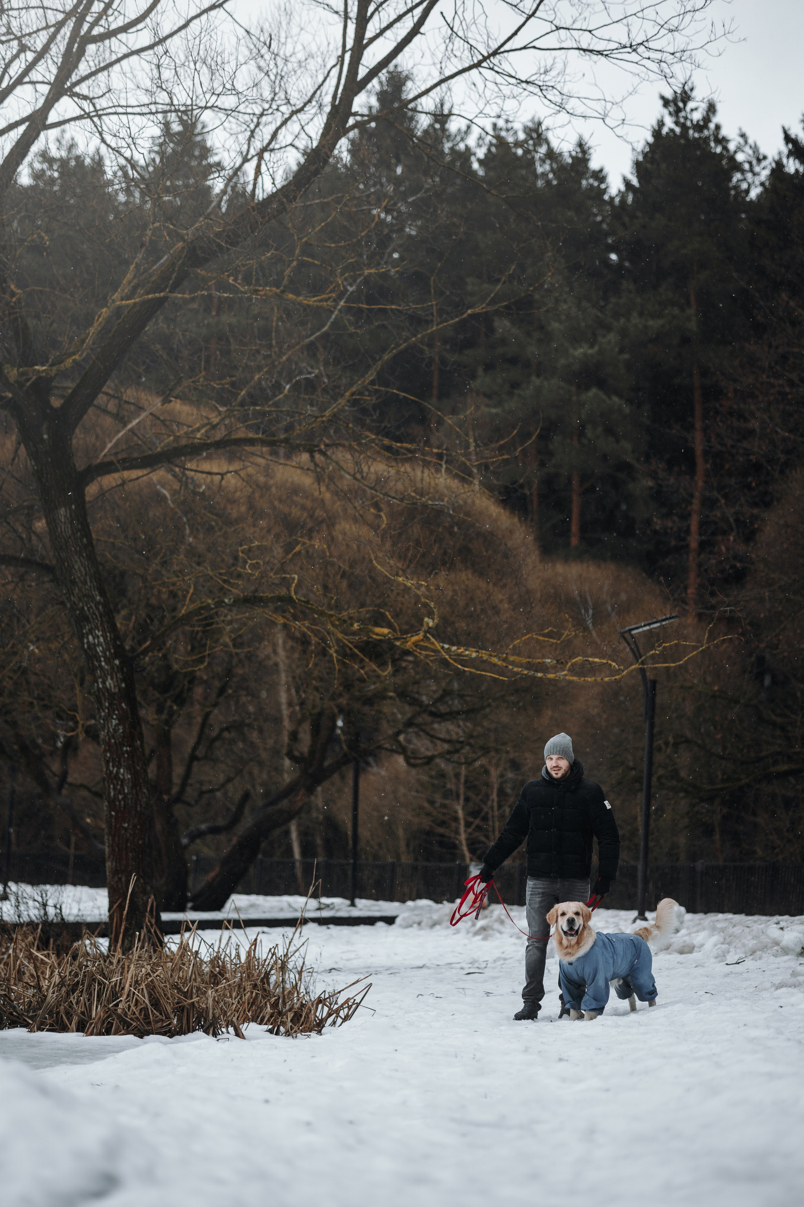 Шелби, Ватсон и ребята. Фотограф — Анималист | Санкт-Петербург