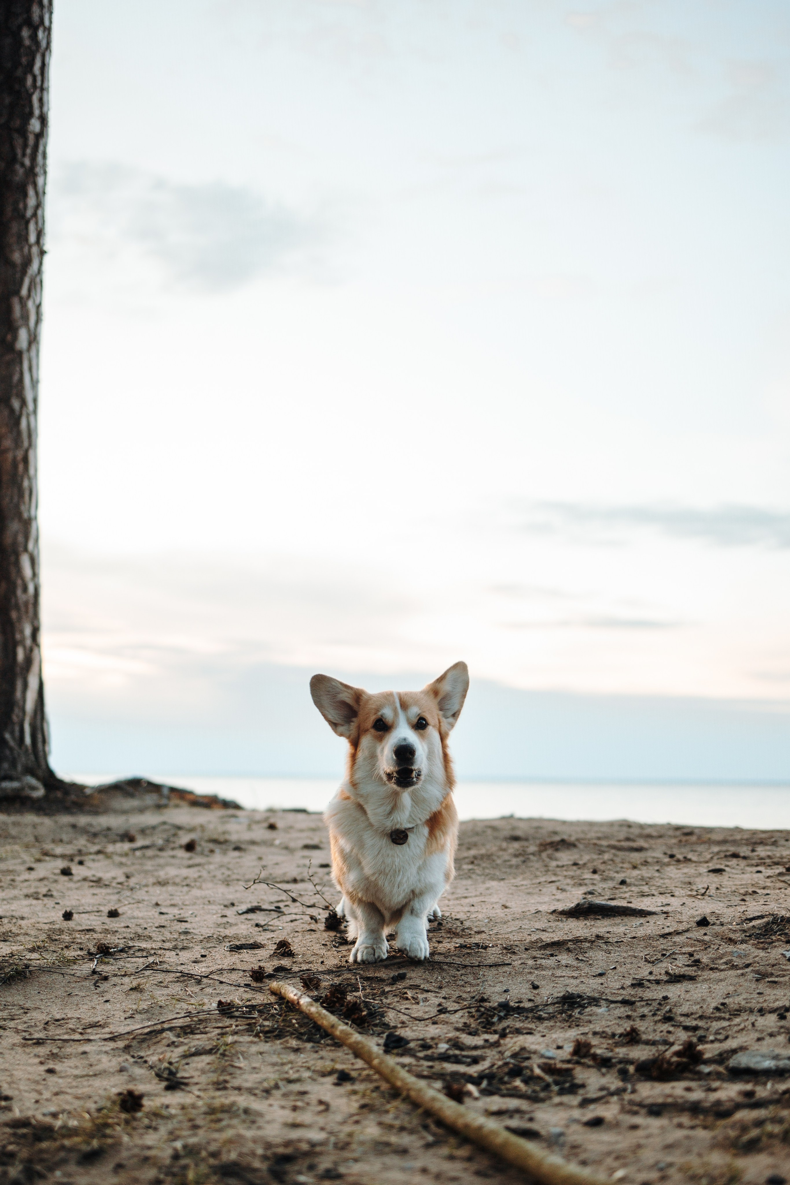 Найт и его семья. Фотограф — Анималист | Санкт-Петербург