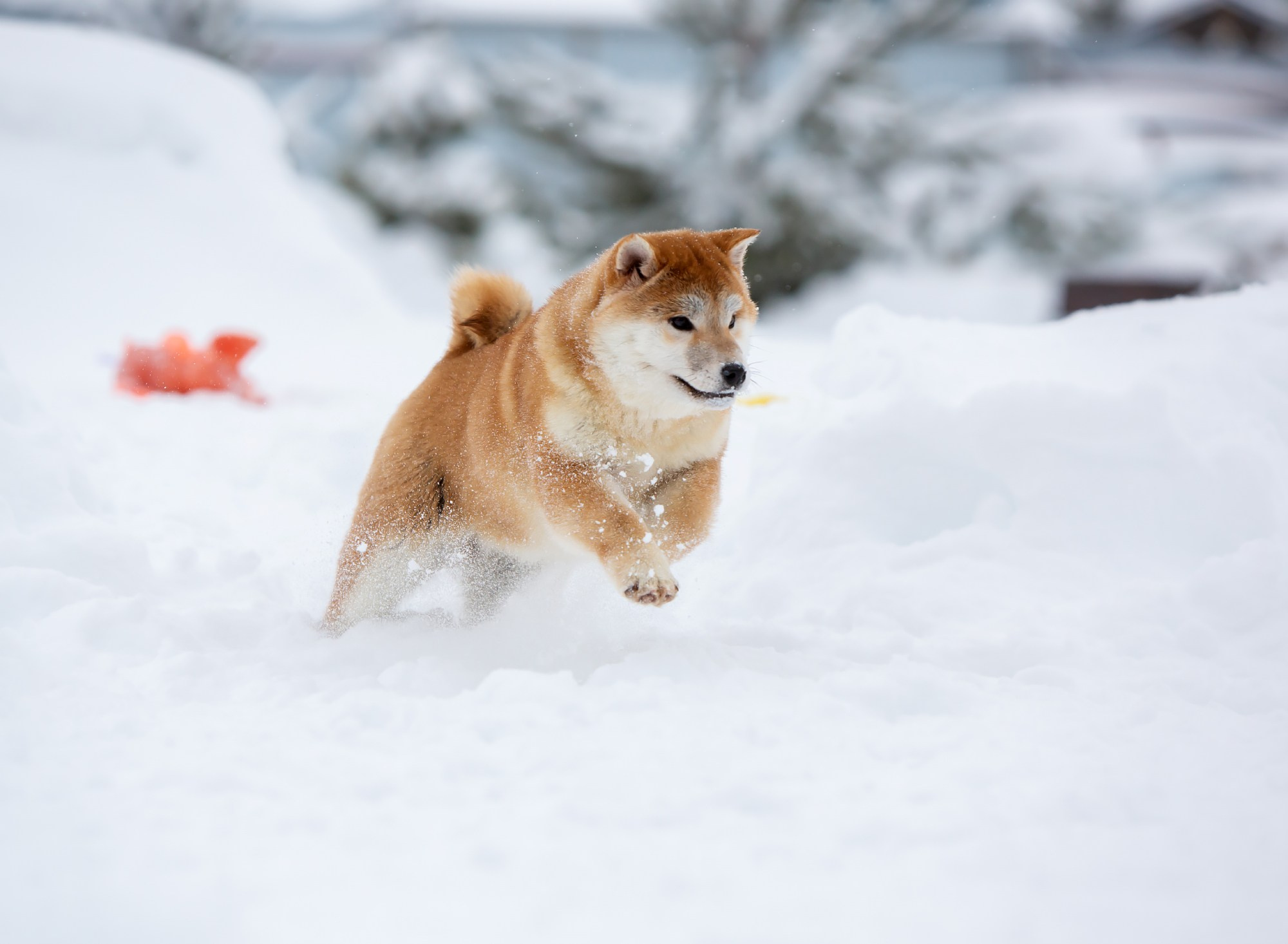 СИБА. SHIOMARU Питомник сиба и акита-ину