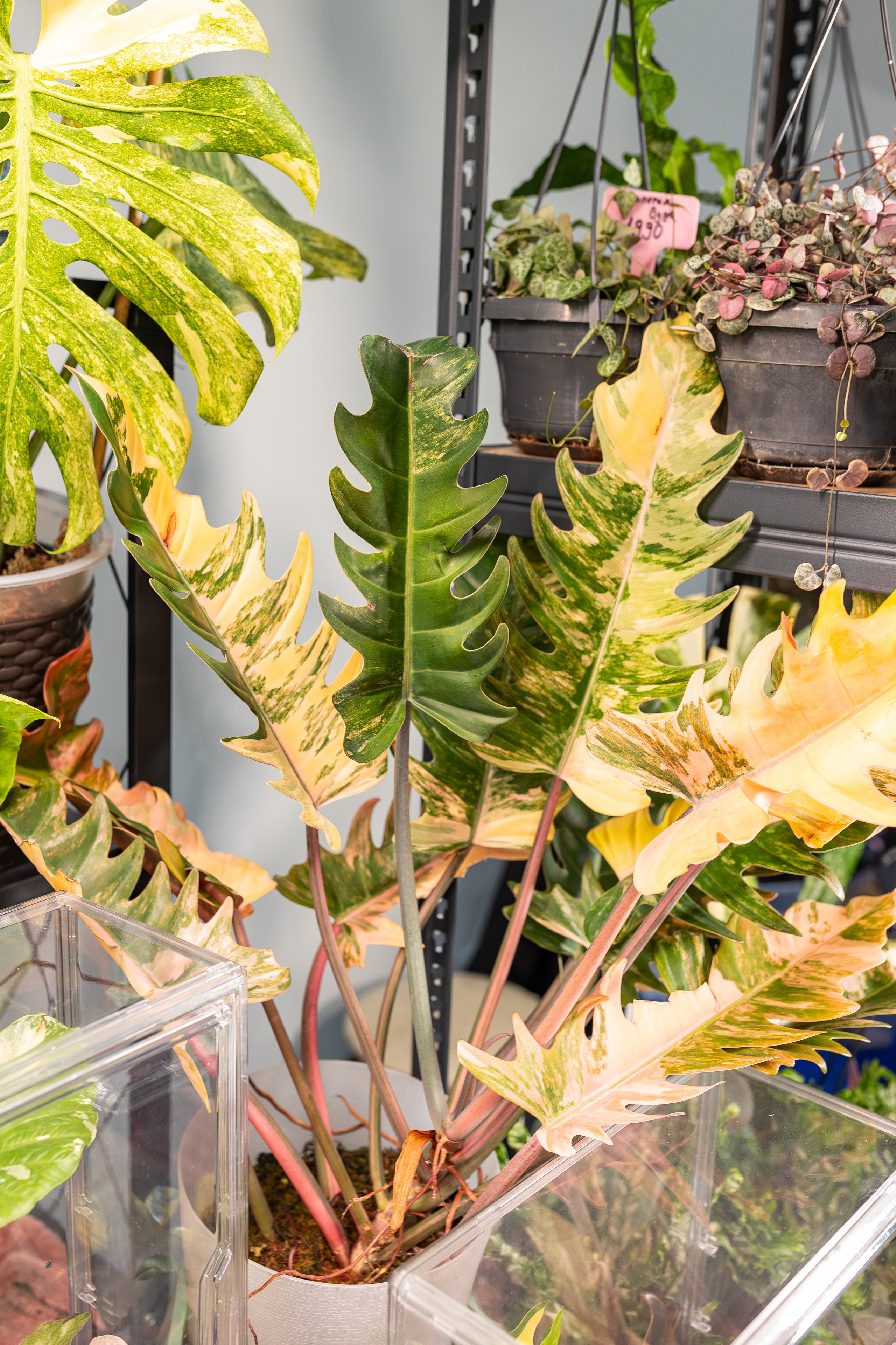 Монстериум апрель 2026. Александра Куликова фотограф, Москва