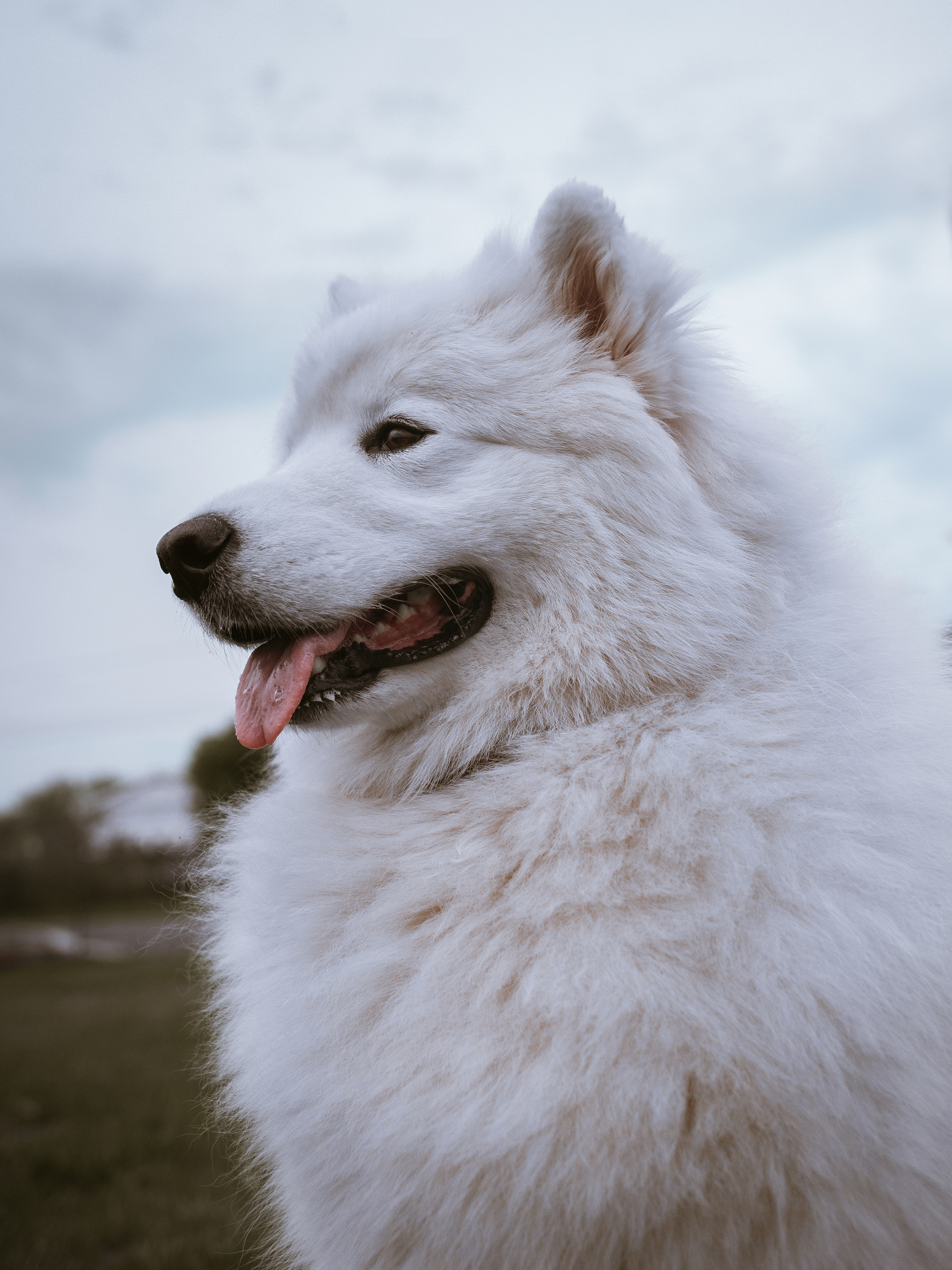 Диана и Артём. Катерина Аникеева | Фотограф | Екатеринбург