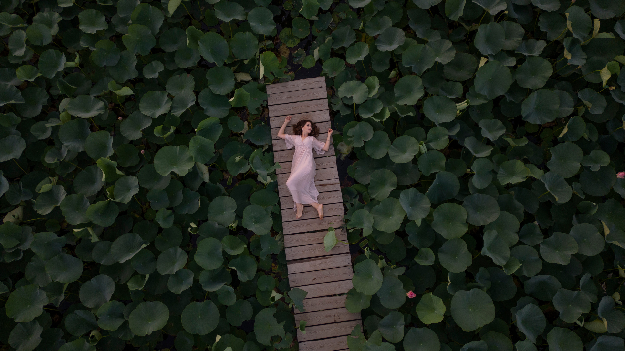 Лотосы. Фотограф Алматы, курс по Фотографии в Алматы. Дмитриева Наталья