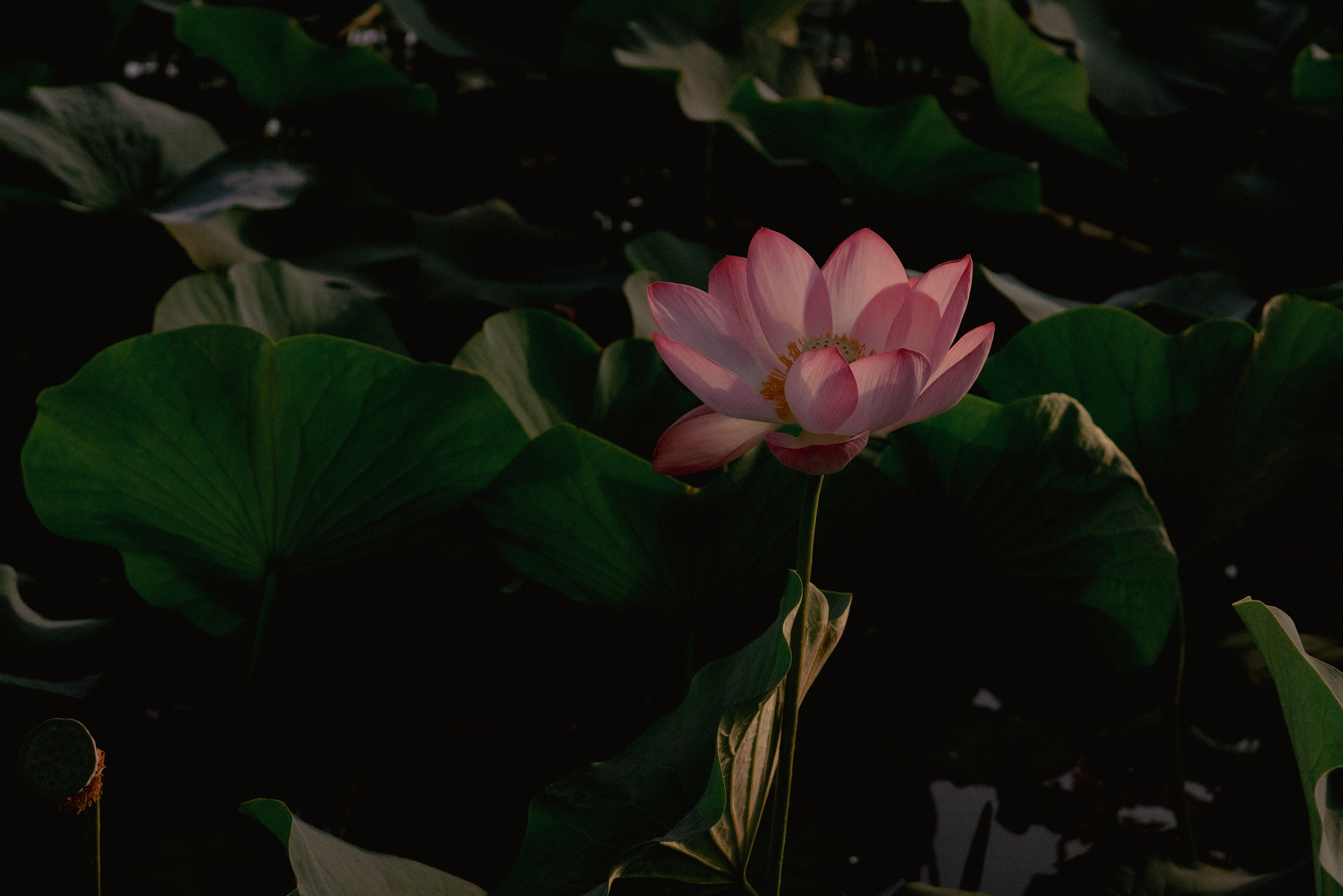 Большой Лотос. Фотограф Алматы, курс по Фотографии в Алматы. Дмитриева Наталья