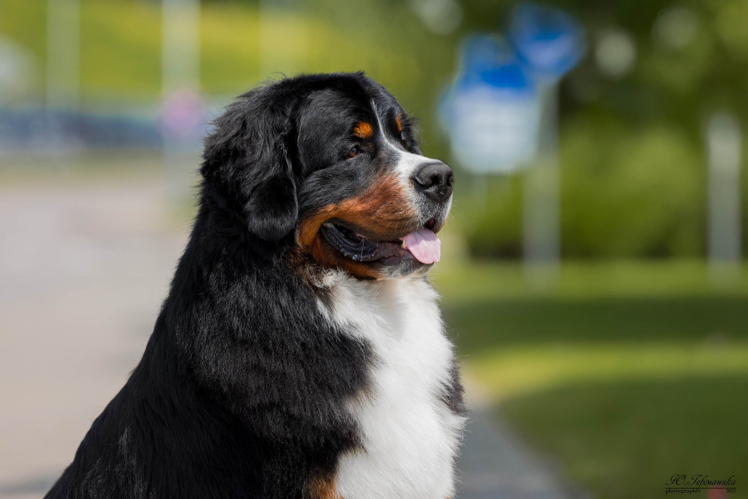 Минск 31.05-1.06.2025. Фотограф-анималист Юлия Германика