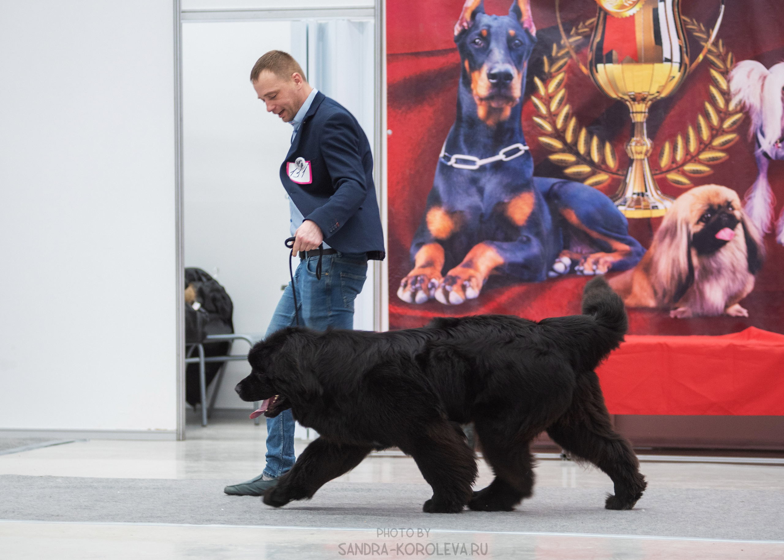 Выставка собак тюмень 14.01.2023. Дог-фотограф в Тюмени Александра Королева