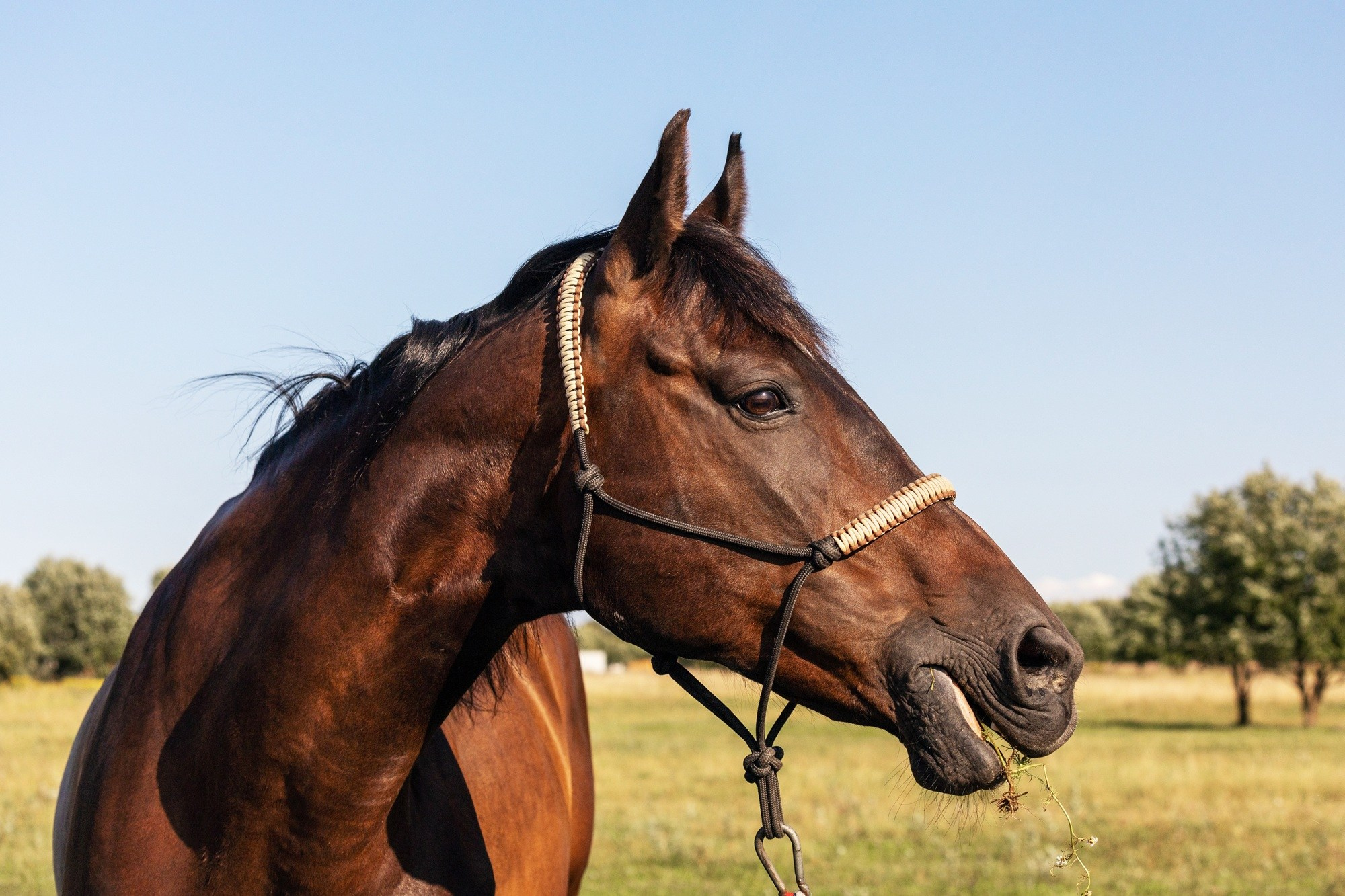 Портрет. Интерьерный фотограф из Санкт-Петербурга Елена Головкова