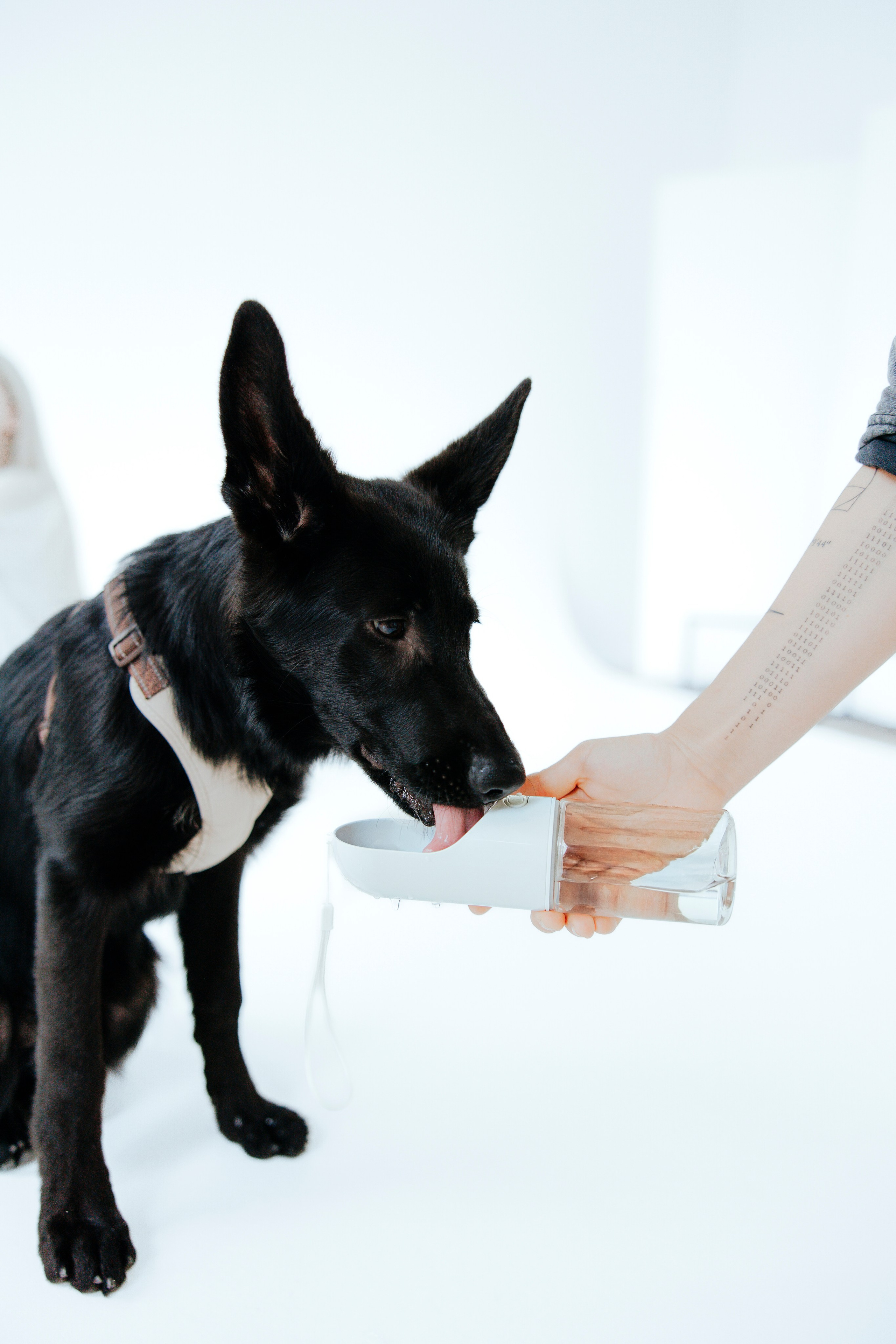 Pawsitive, товары для груминга, поилки. Анастасия Белаш