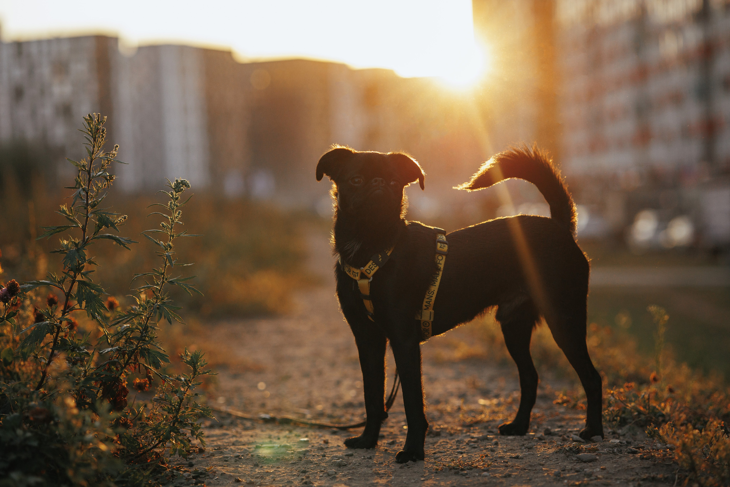 Закатная съемка с собакой. Анастасия Белаш