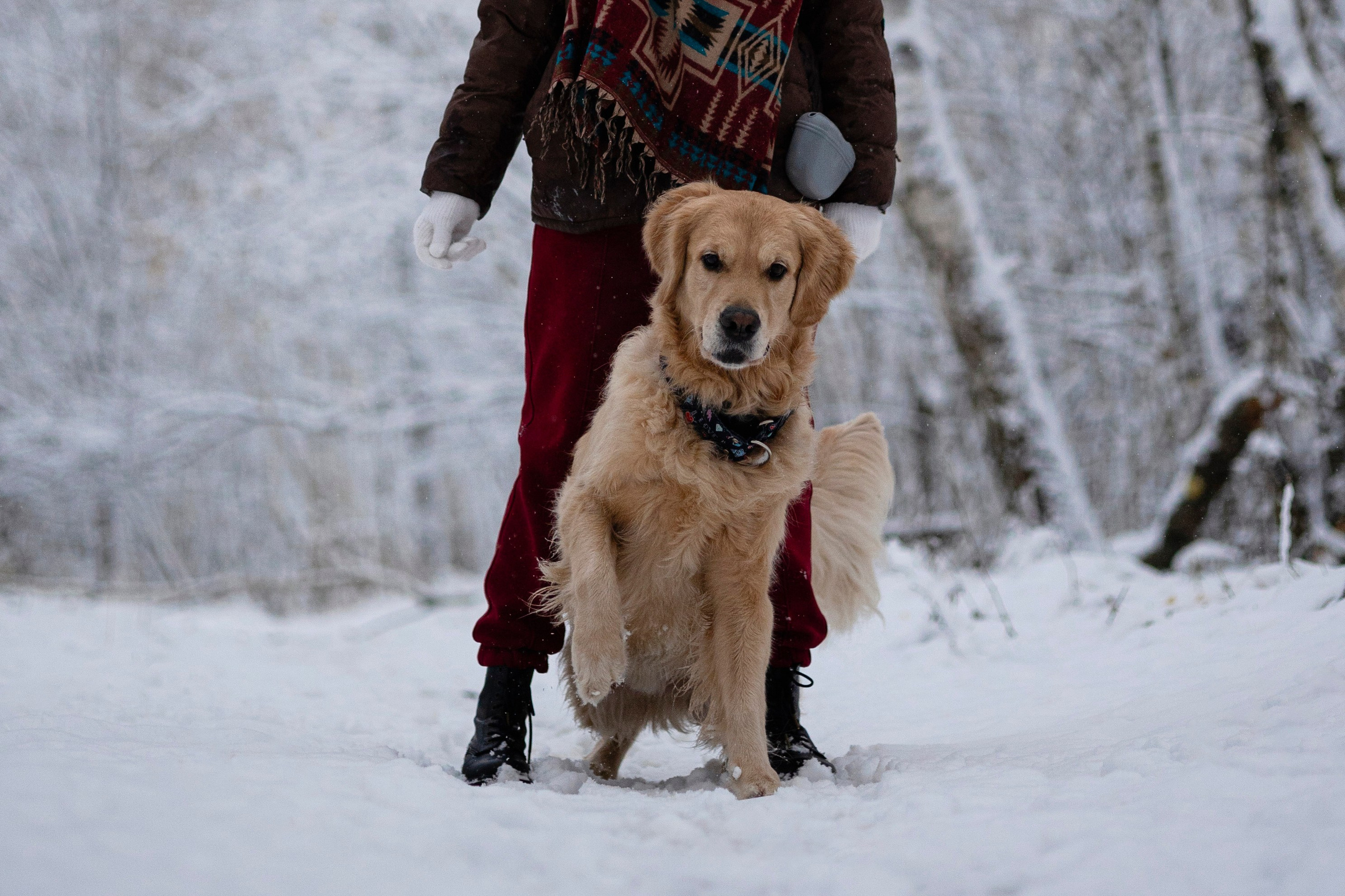 Съемка с собакой. Анастасия Белаш