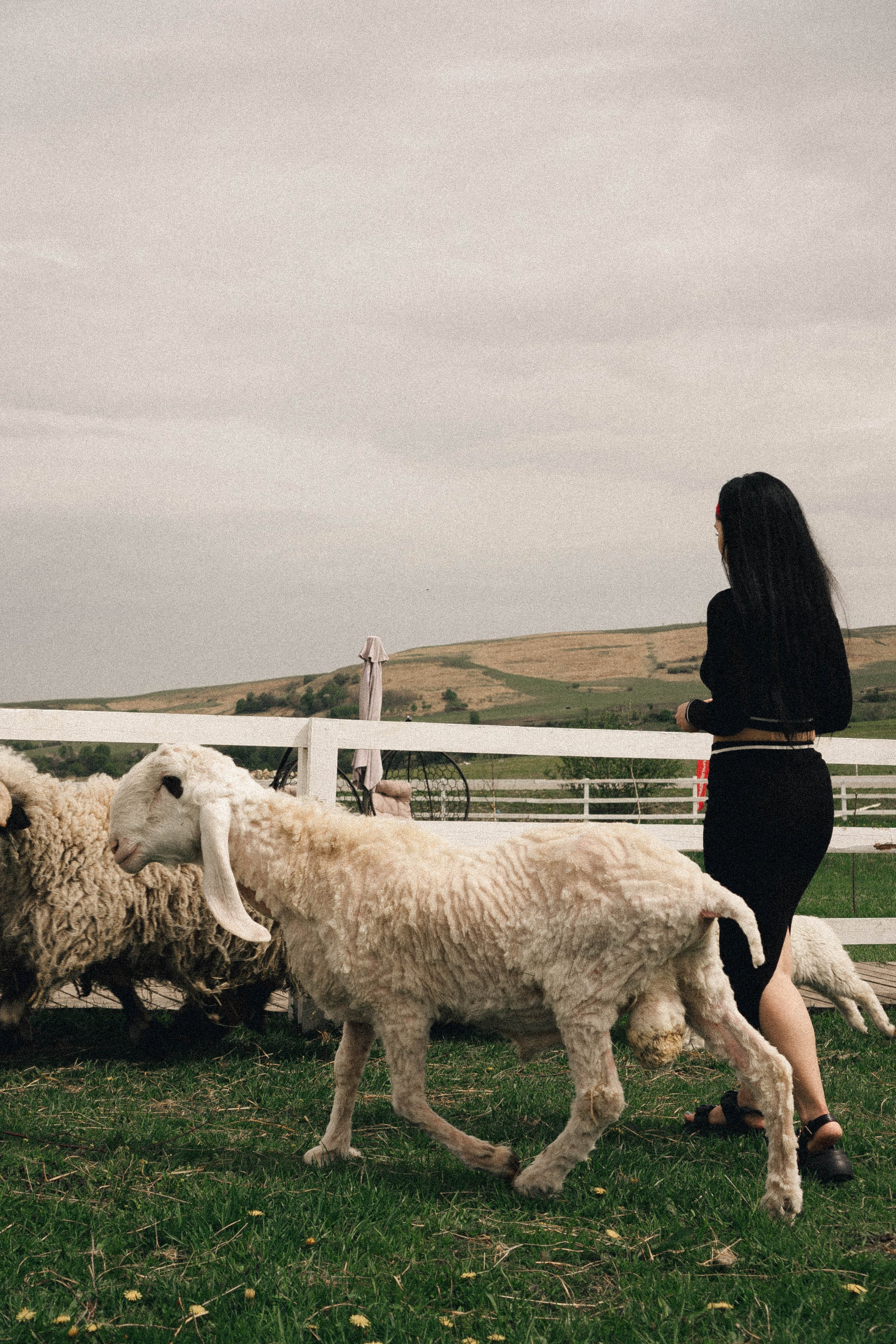 Ферма Альпак. Профессиональный фотограф, Санкт-Петербург — Виктория Богомолова