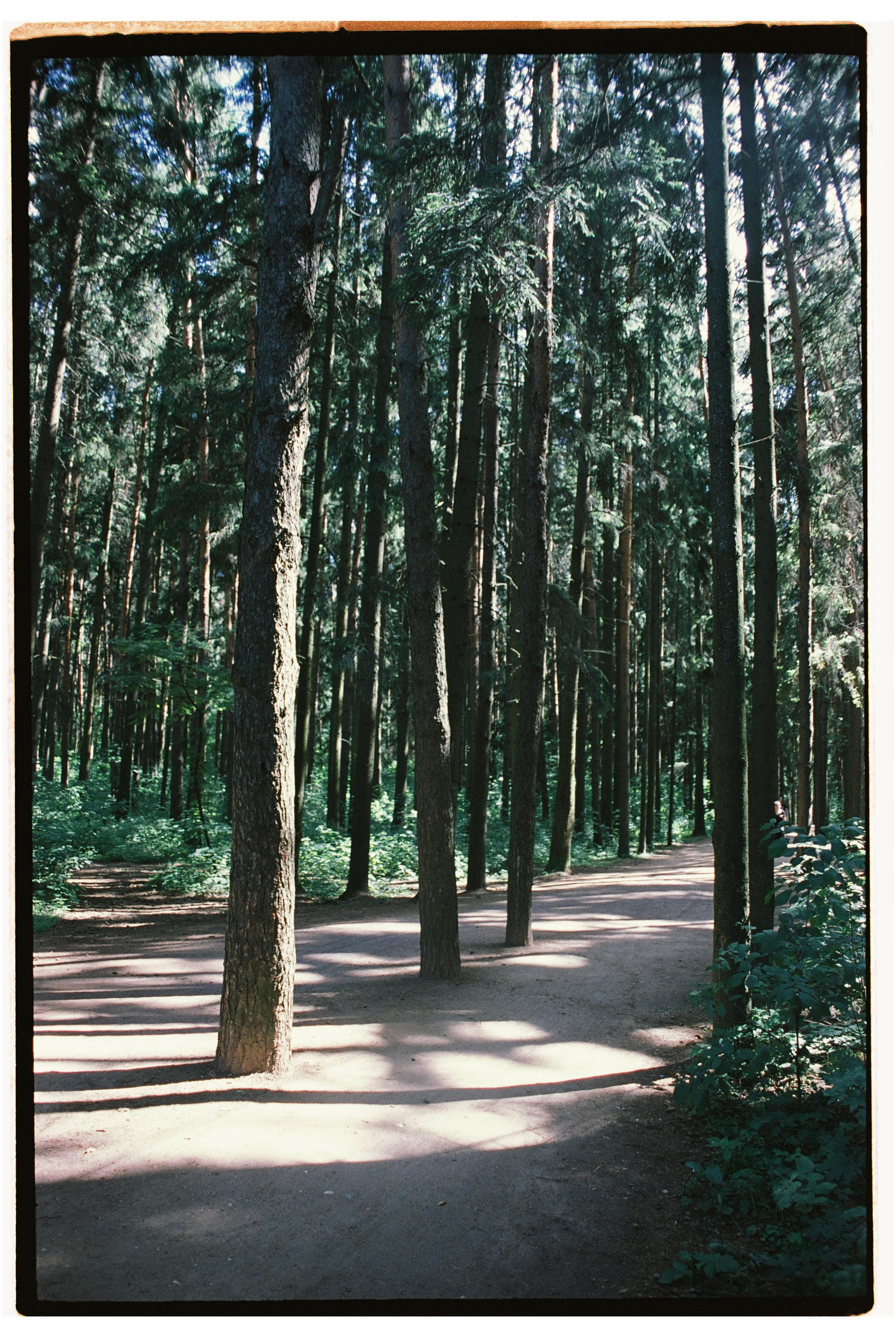 Пленка. Фотограф Дарья Комарова