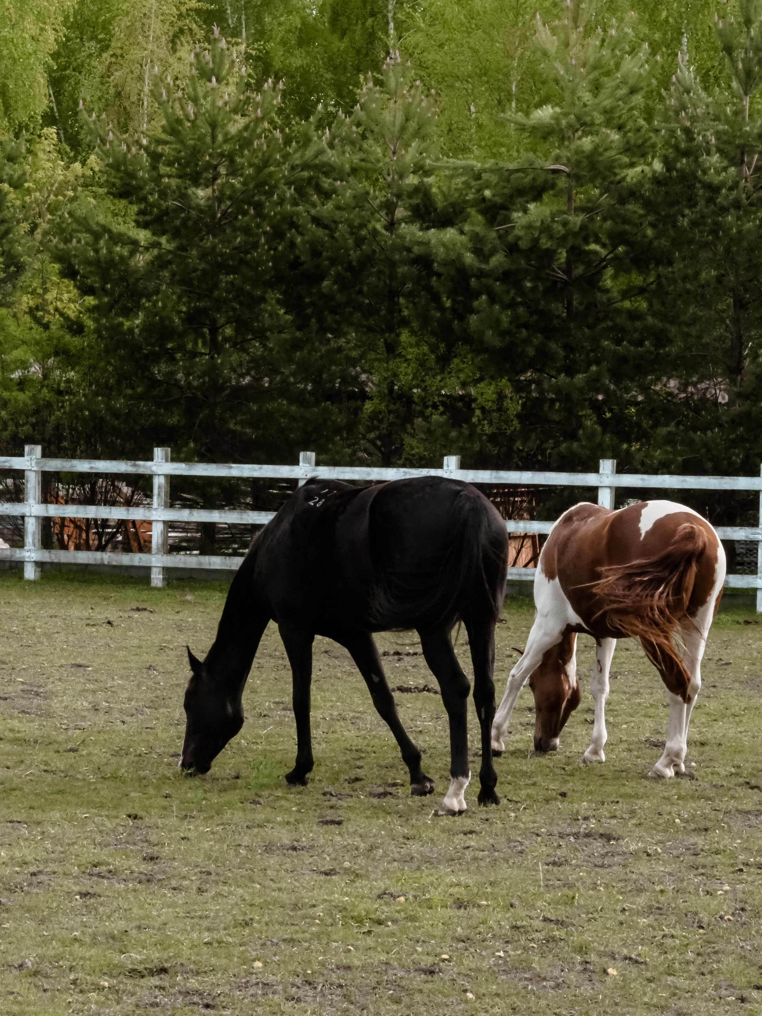 История. Фотограф Рязань. Семейный Свадебный фотограф