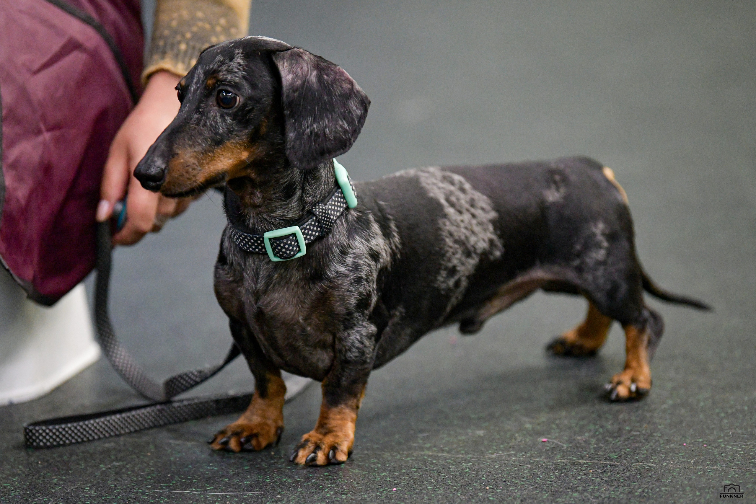 Кинологический клуб «Бодрый хвост». Свой взгляд через объектив