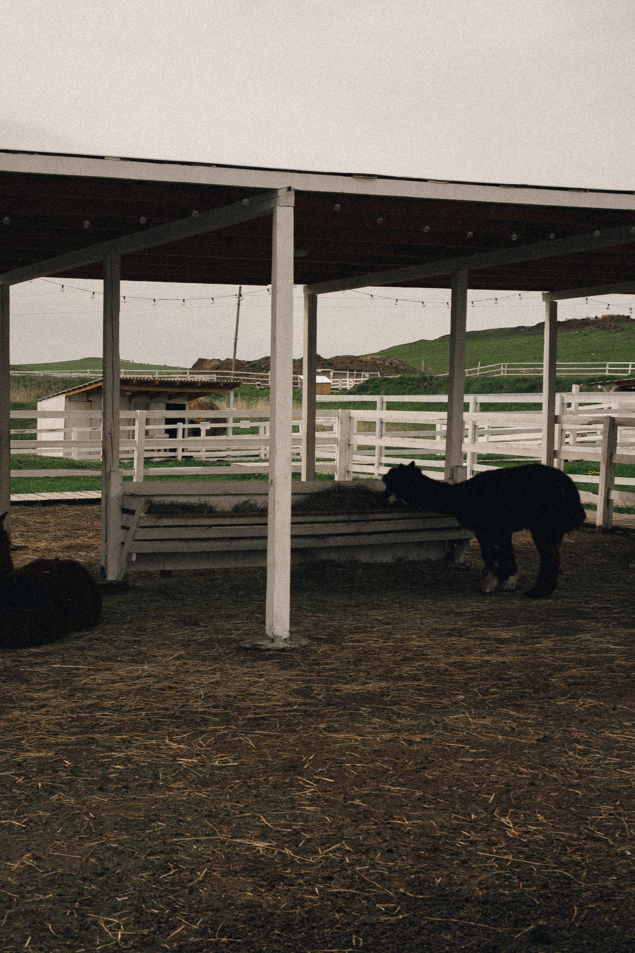 Ферма Альпак. Профессиональный фотограф, Санкт-Петербург — Виктория Богомолова