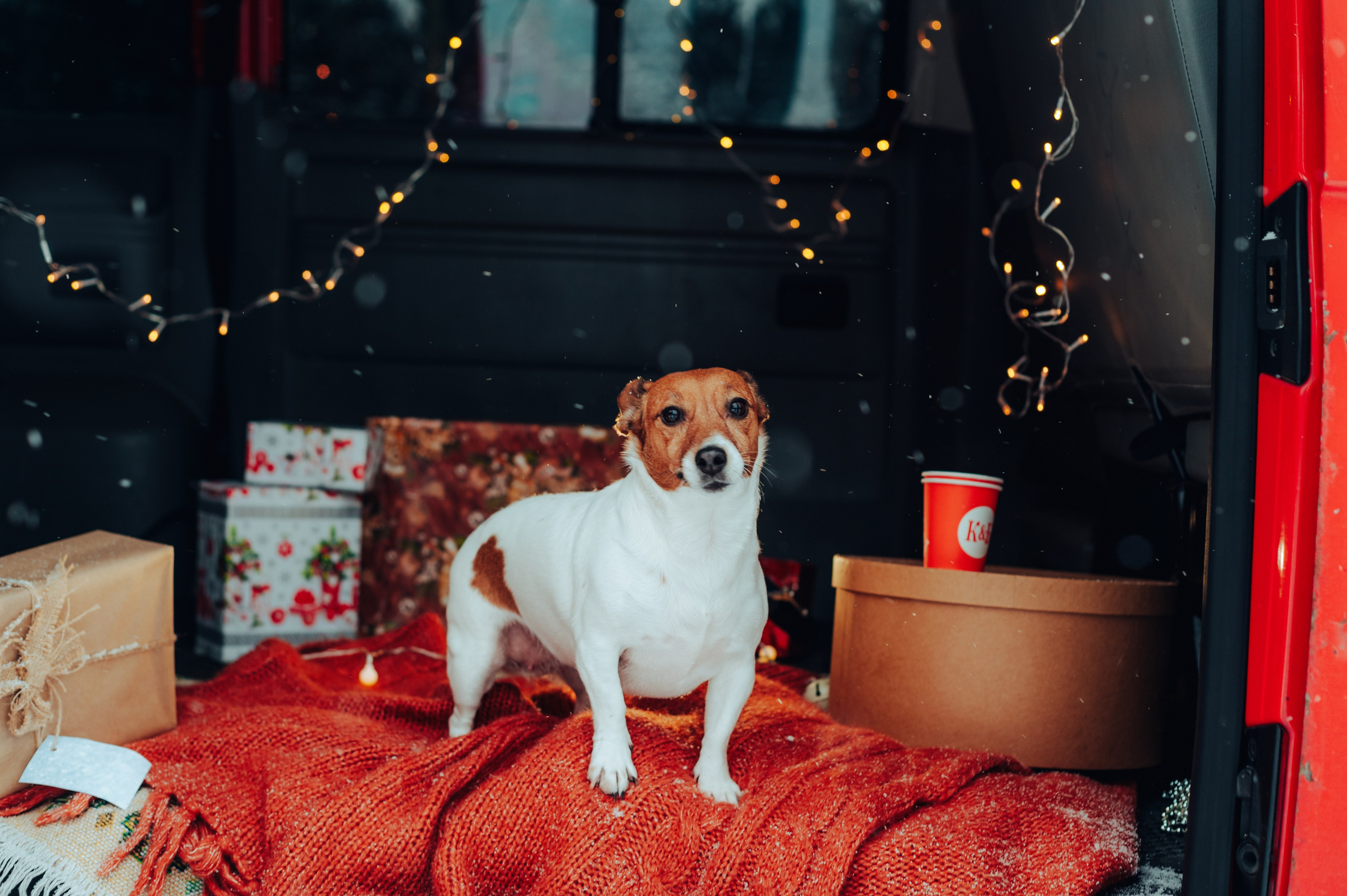 Вика и Денис. Детский и семейный фотограф Катерина Мишина