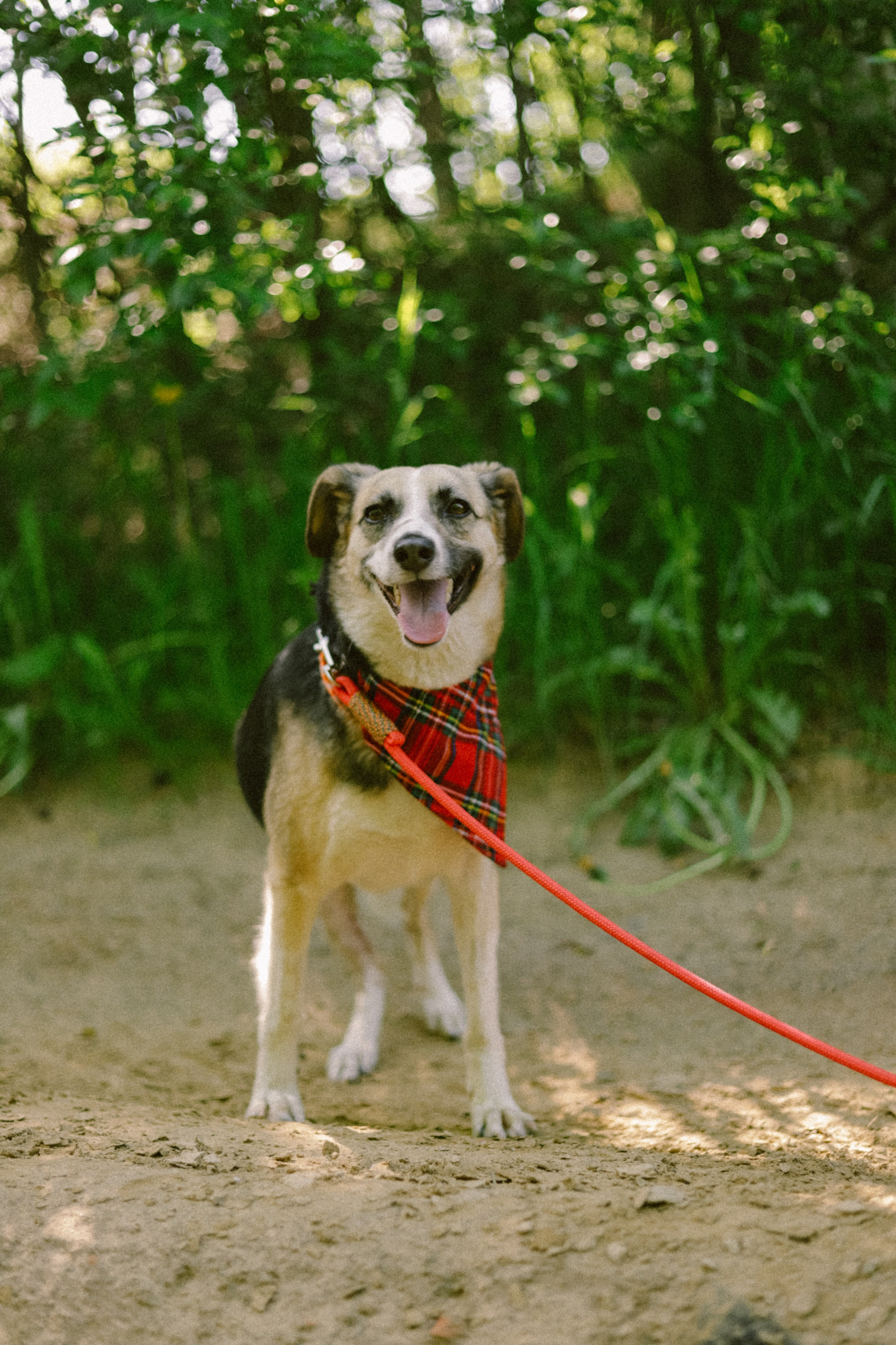 Для приюта (уже дома). Фотограф Москва и Санкт-Петербург