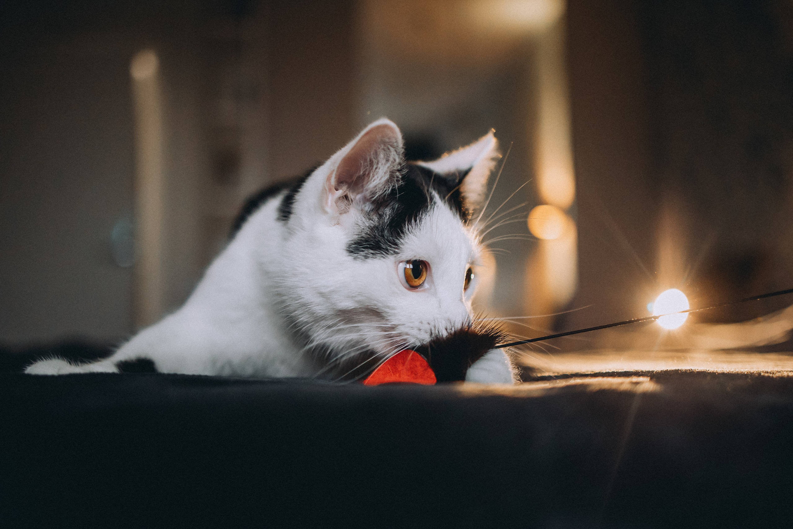 Рыся, Кепа и их семья