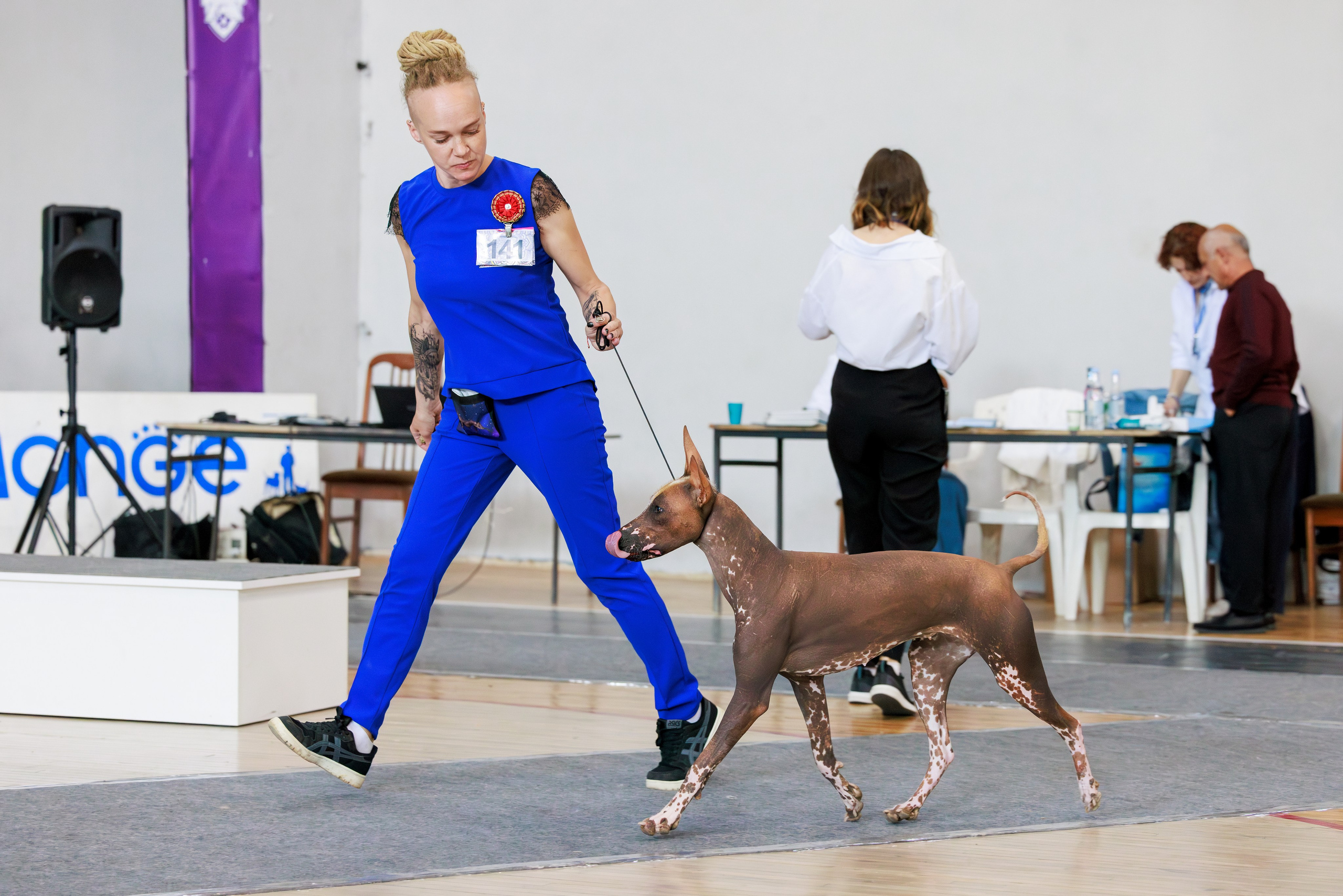 Ереван 2х CACIB 29-30.04.2025. Фотограф-анималист Юлия Германика