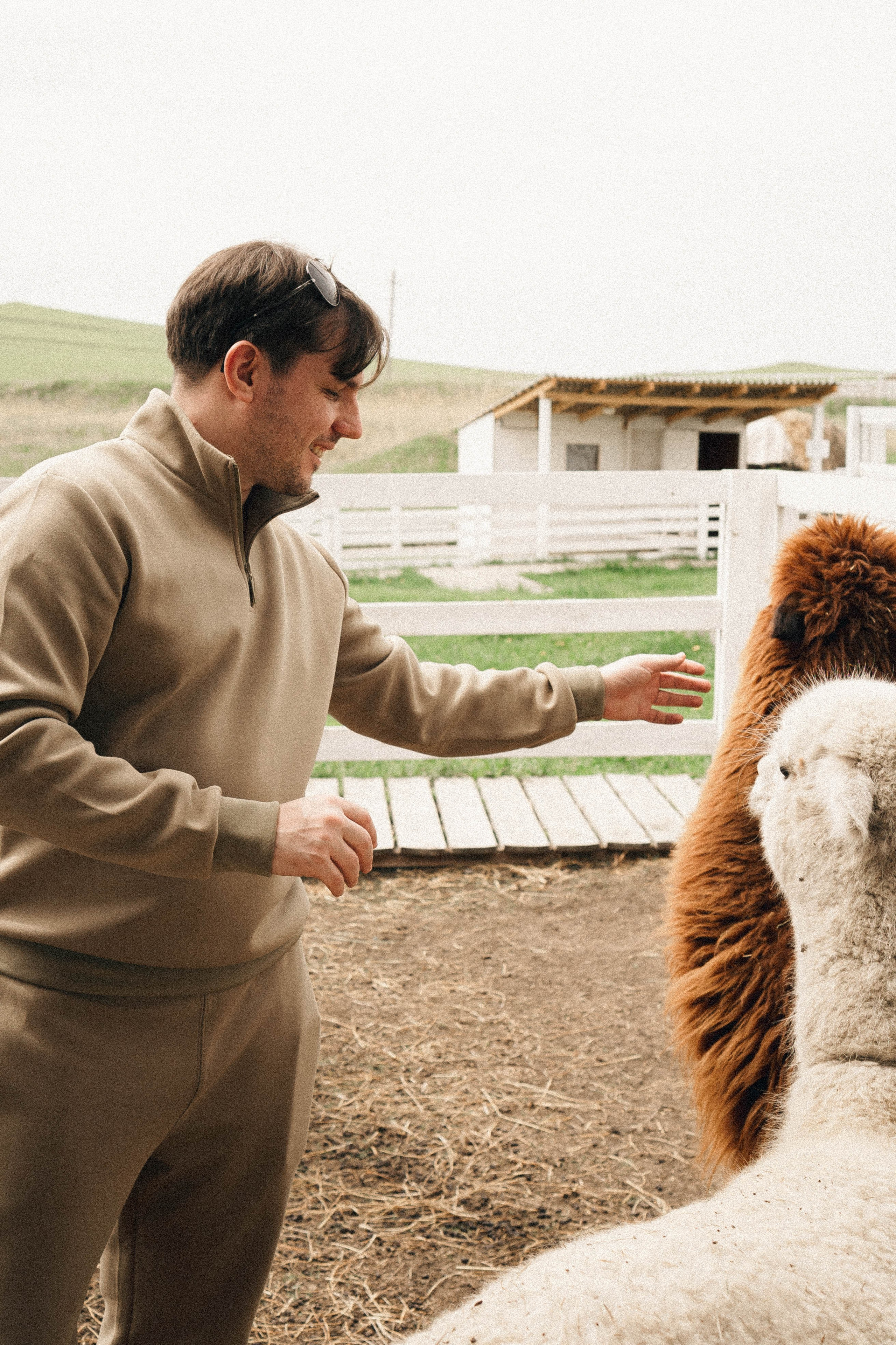 Ферма Альпак. Профессиональный фотограф, Санкт-Петербург — Виктория Богомолова