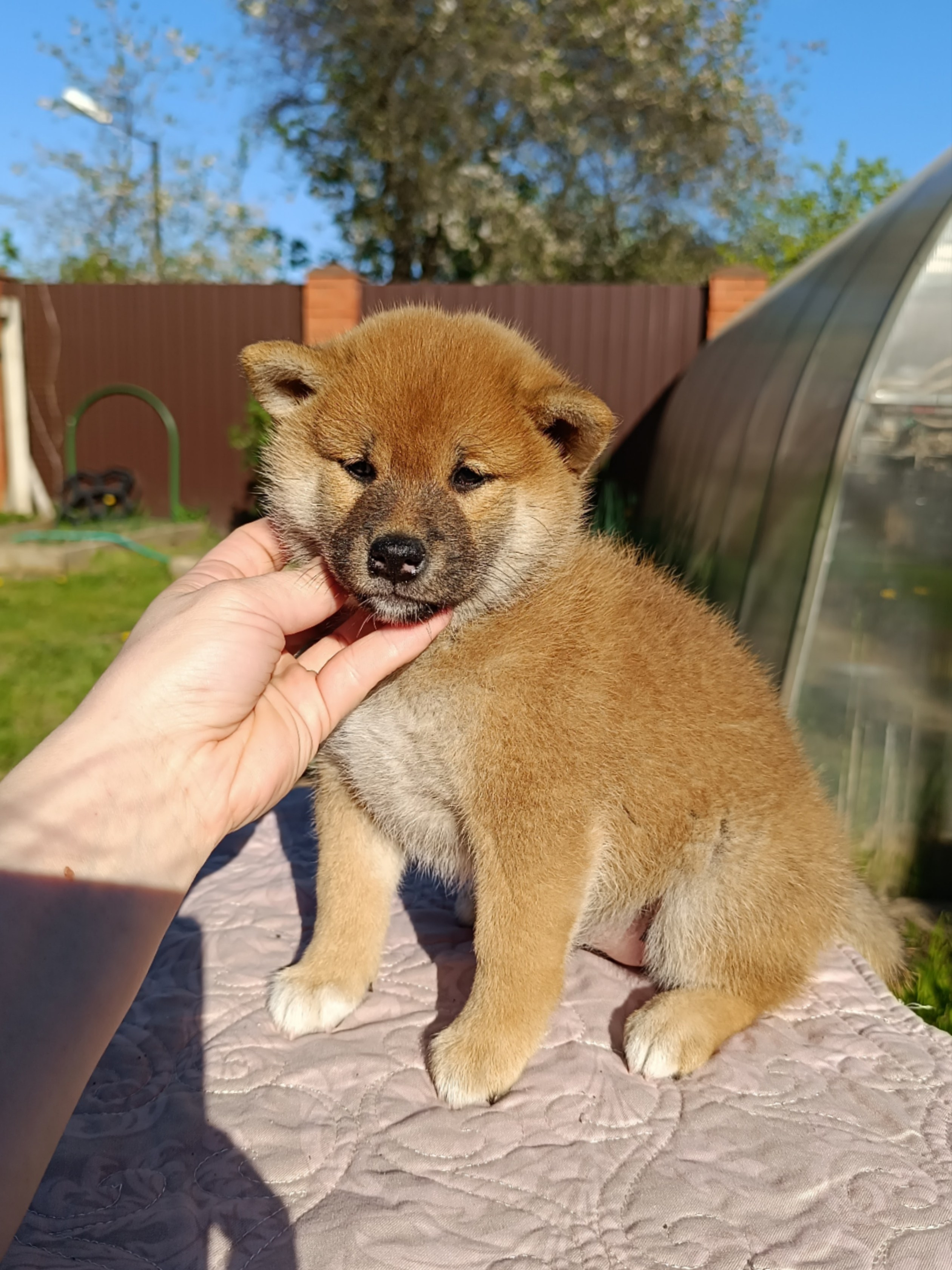 сиба питомник Рубилайт щенки на продажу rubylight  сиба щенки купить СПб Санкт-Петербург