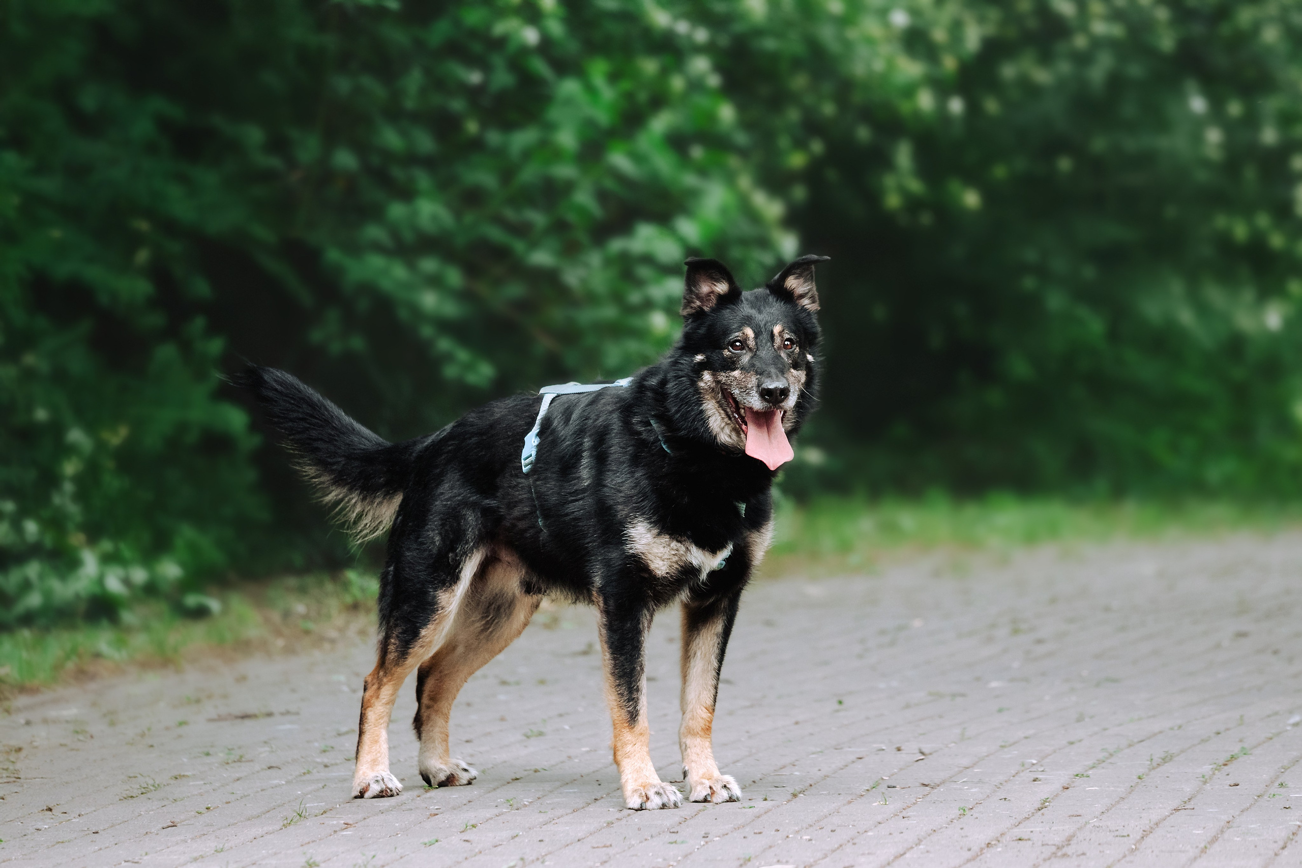Собаки из приюта Дубовая роща лето 2025. Фотограф-анималист Татьяна Степанова