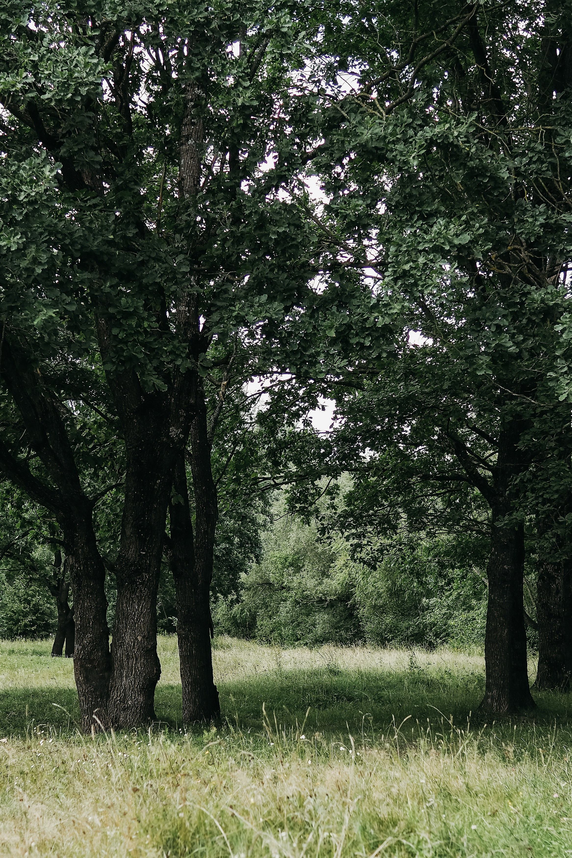 Роща на Мининской улице. Фотограф Павлова Светлана / Брянск /