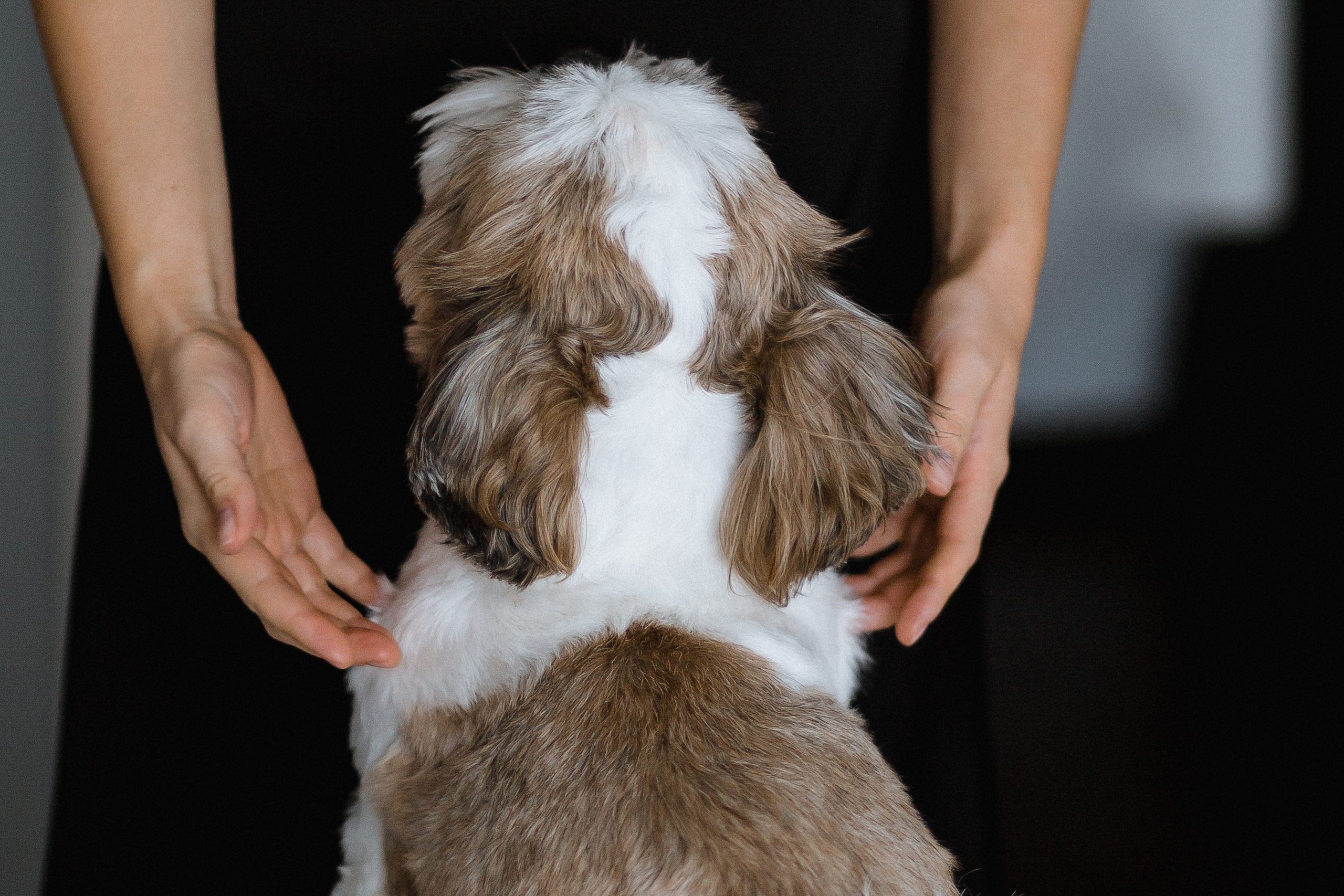 М&K | классическая свадьба. Свадебный и семейный фотограф в Анапе/Новороссийске Виктория Чайка