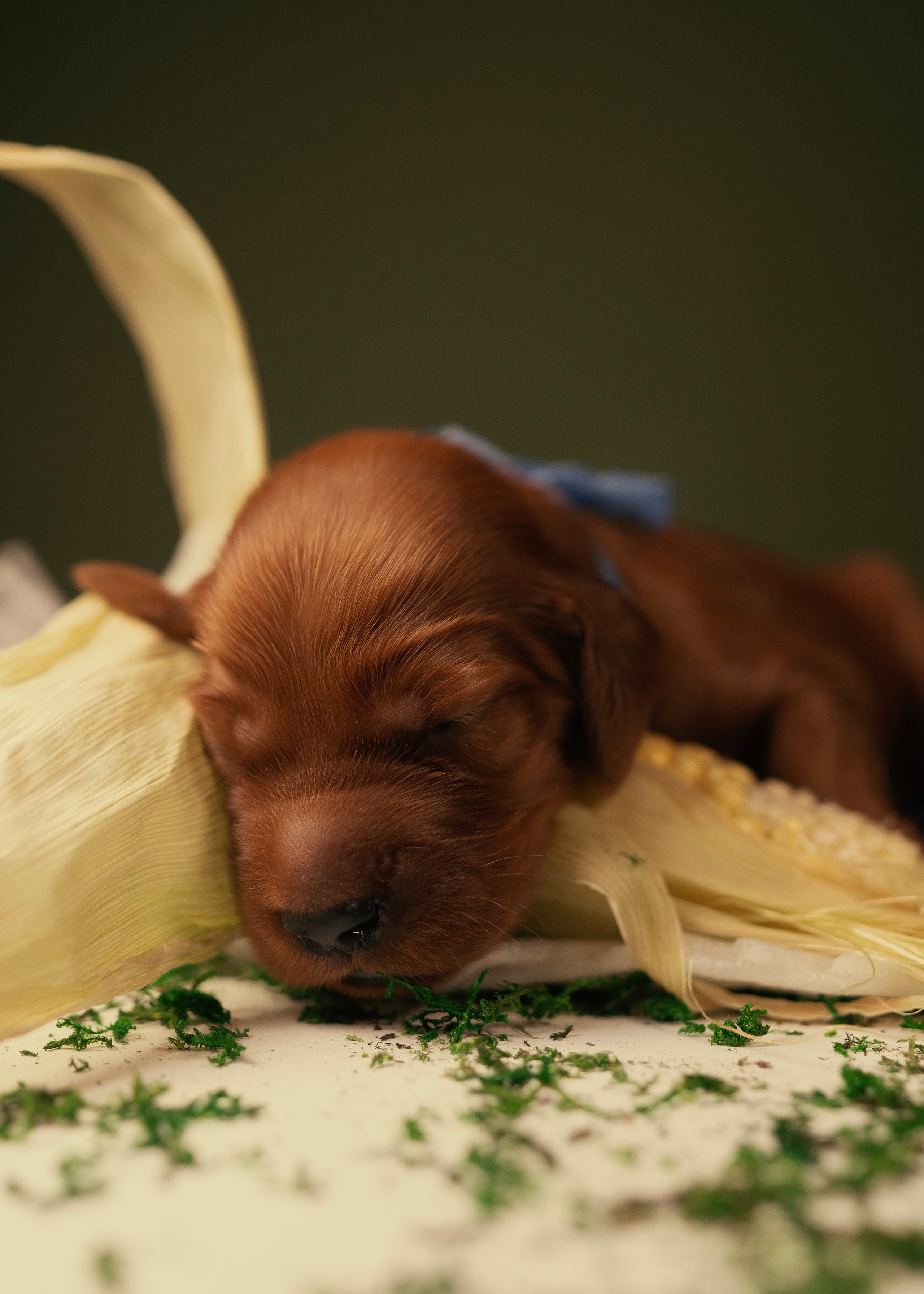 Красные ирландские сеттеры. Фотограф- анималист Александра Матвеева