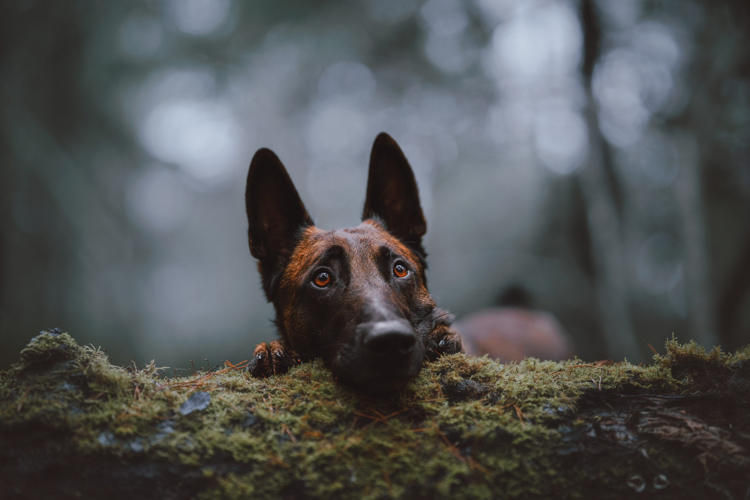 Раш. Фотограф анималист Осипчикова Мария