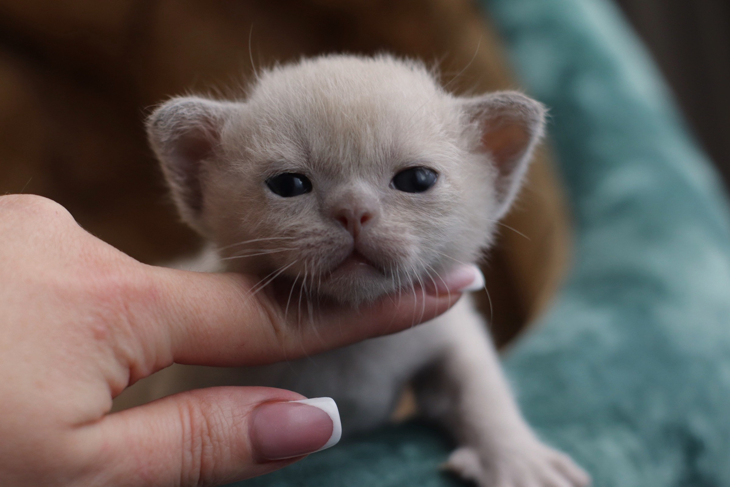 бурманские котята, кремовые бурманские котята, бурманские, питомники бурм, лиловая бурма, лиловокремовая бурма, burlabella, питомник бурлабелла