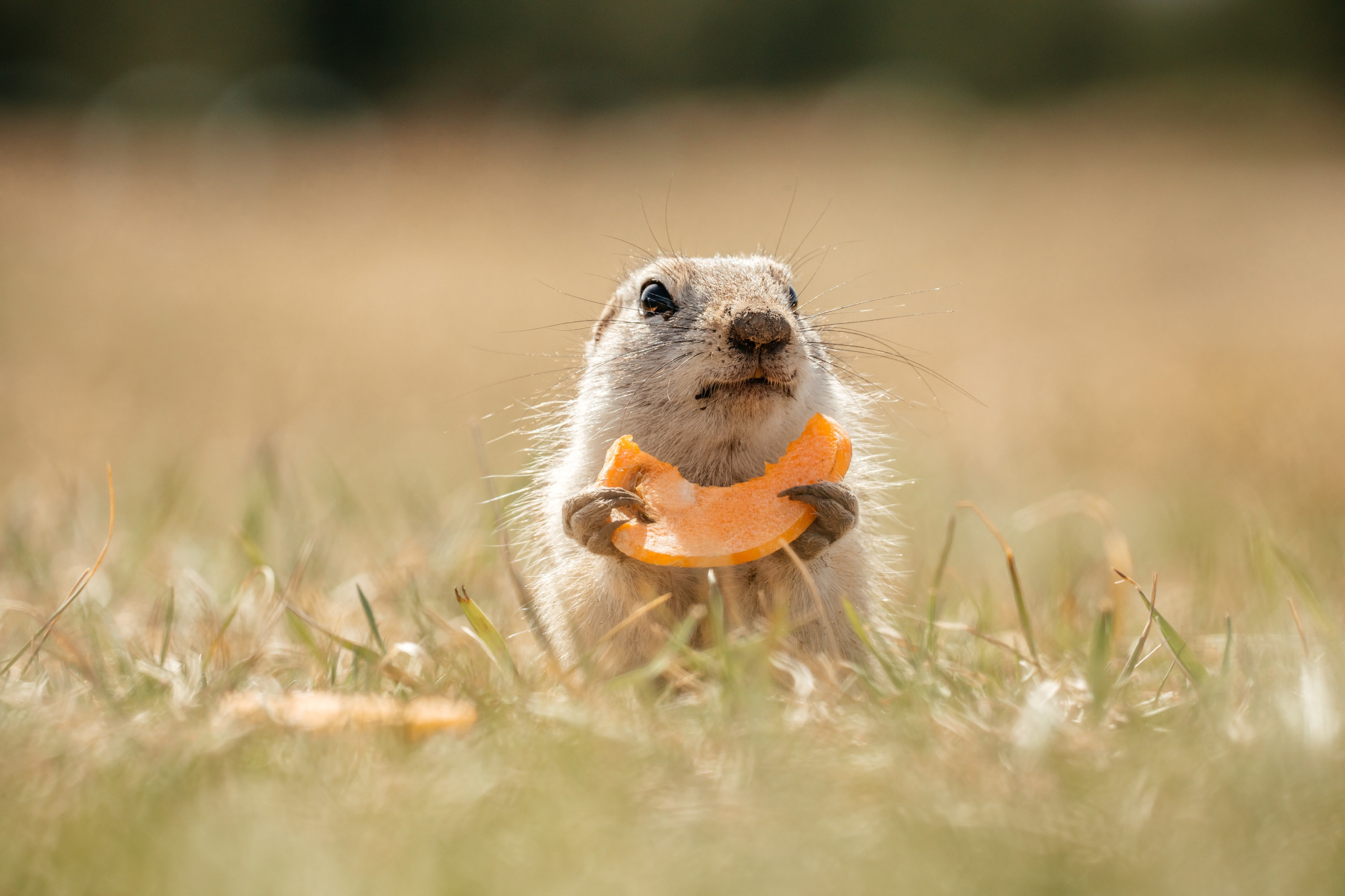 Суслики. Фотограф в Красноярске Оксана Корчагина