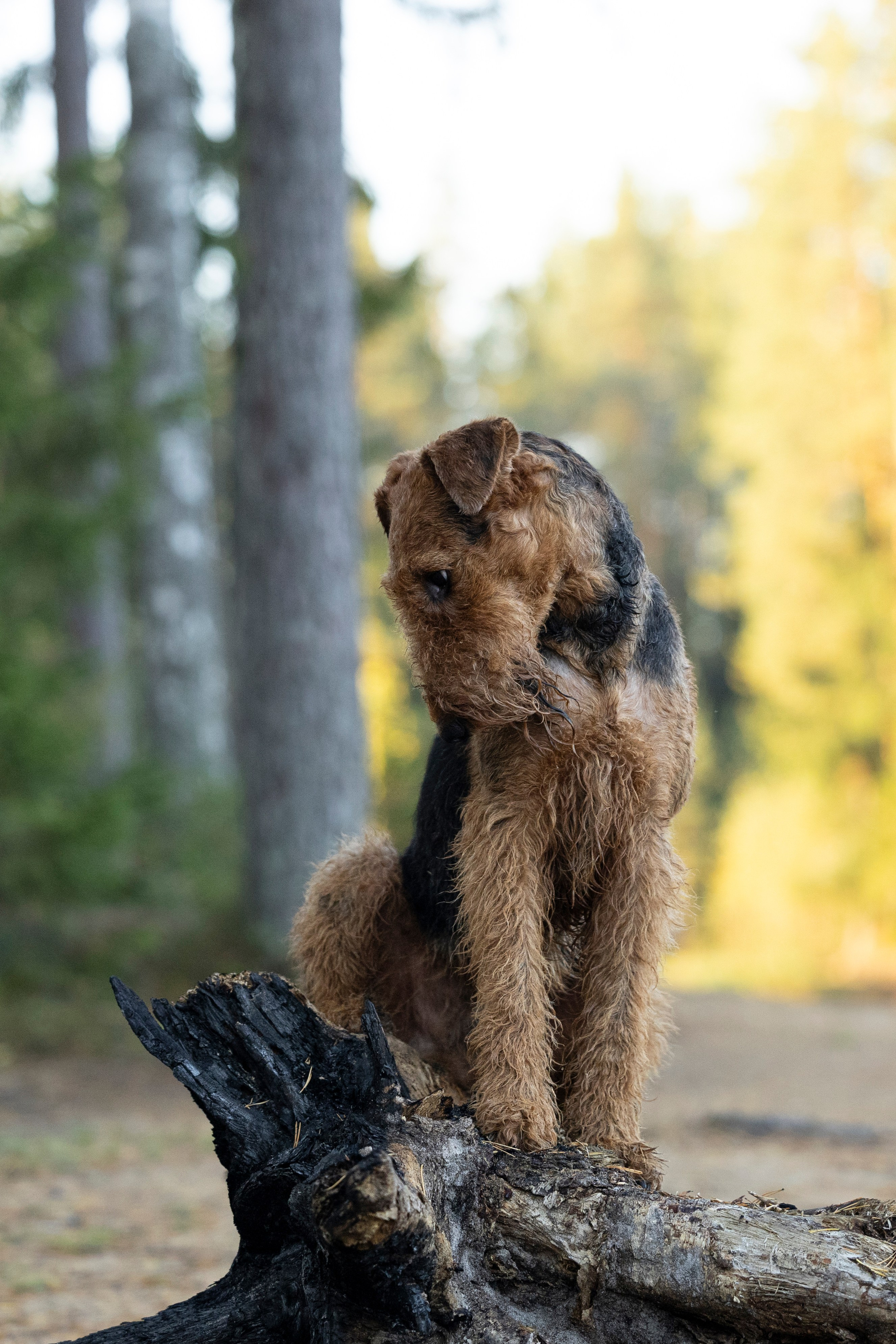 Харди. Фотограф-анималист Анна Маринич