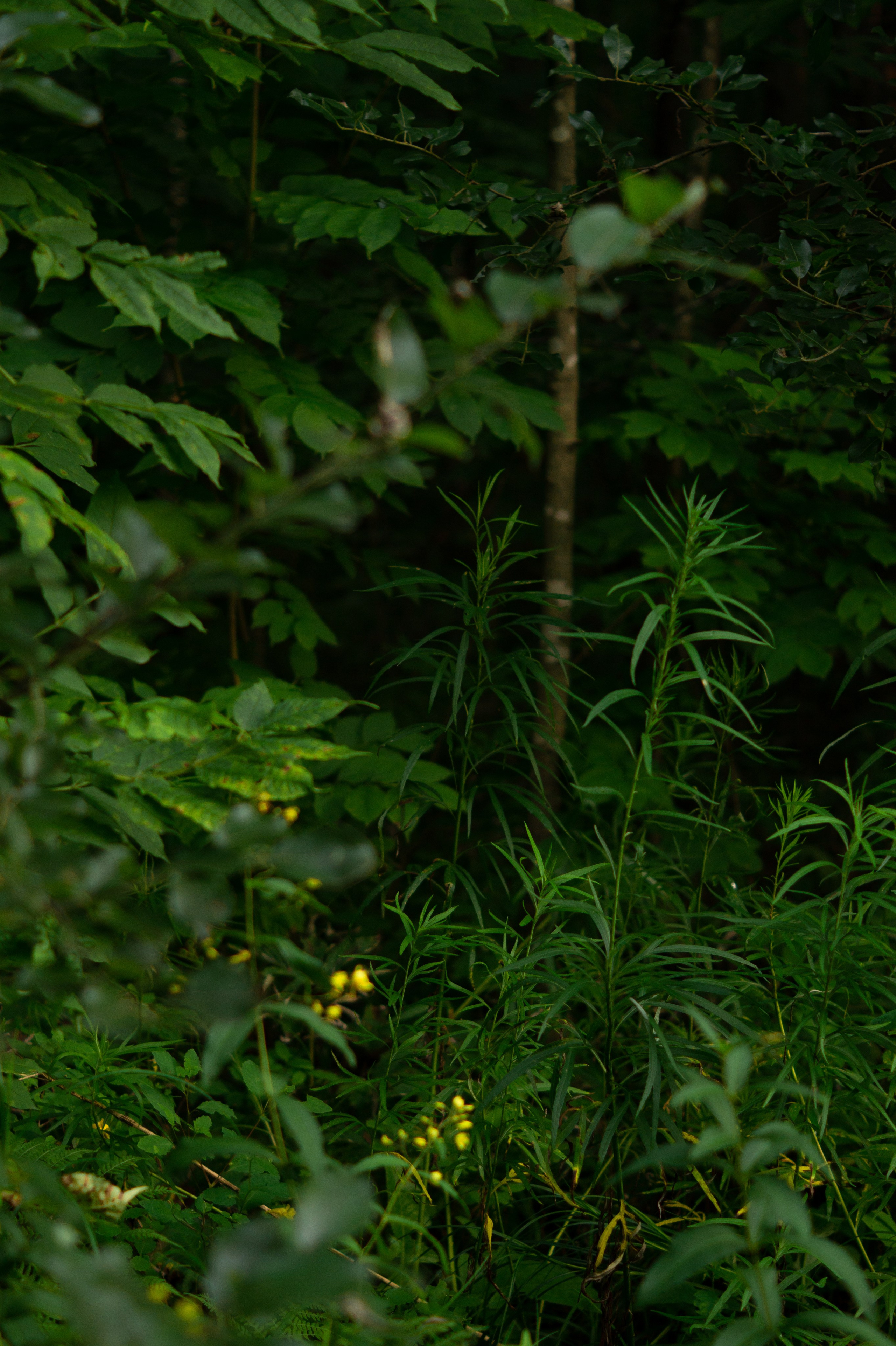 Летний вечер. Фотограф Ariadna Хабаровск/Уфа