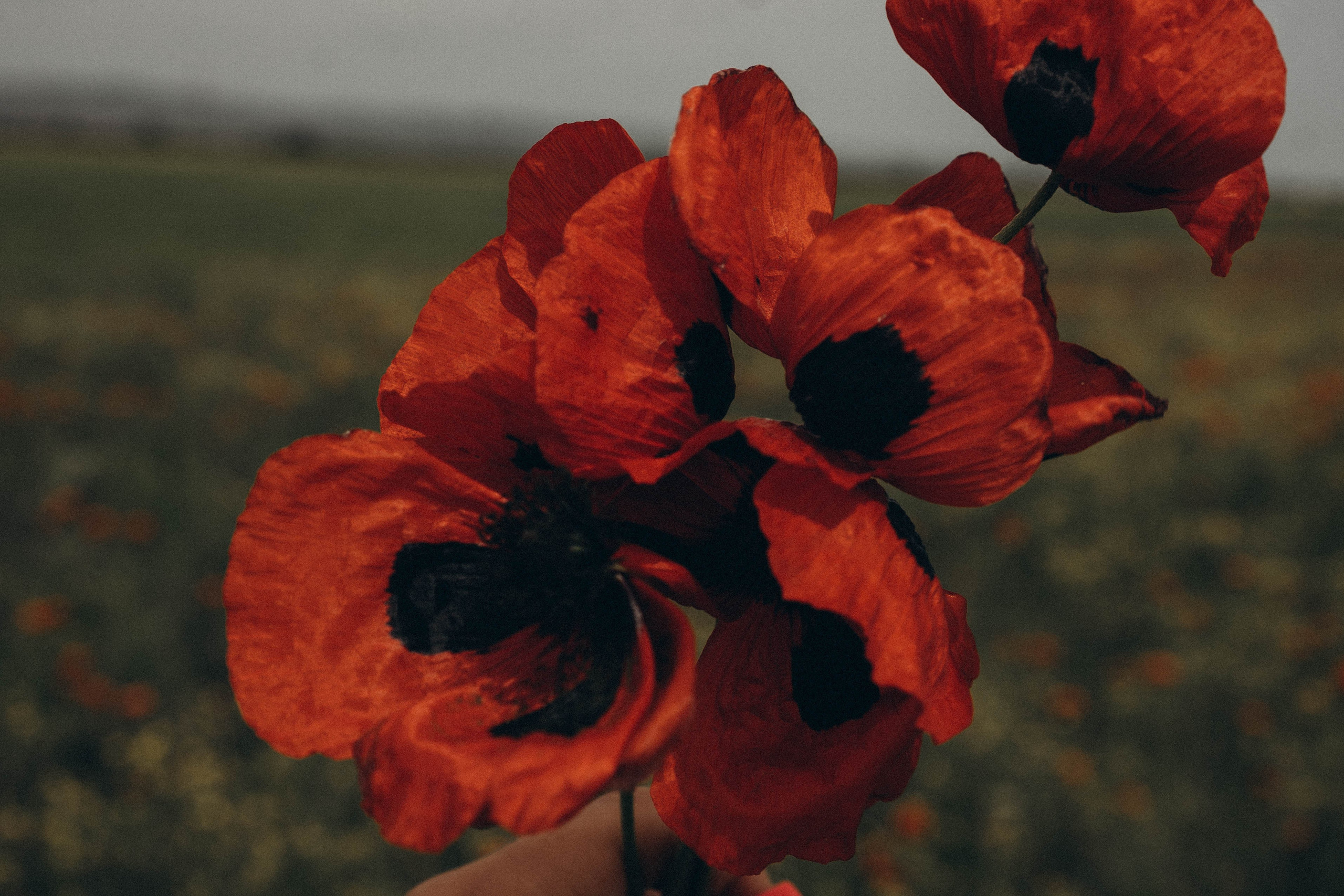 Кавказ. Профессиональный фотограф, Санкт-Петербург — Виктория Богомолова
