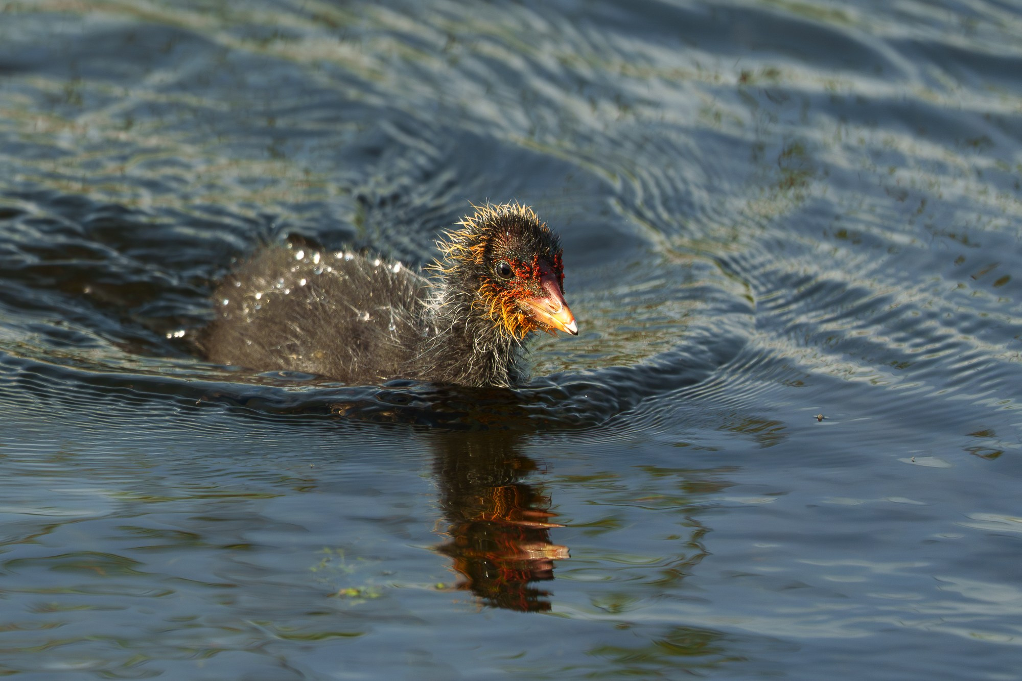 Удивительные мир птиц. Вокруг нас столько прекрасного — присмотритесь!. Ваш личный фотограф Марина Волкова