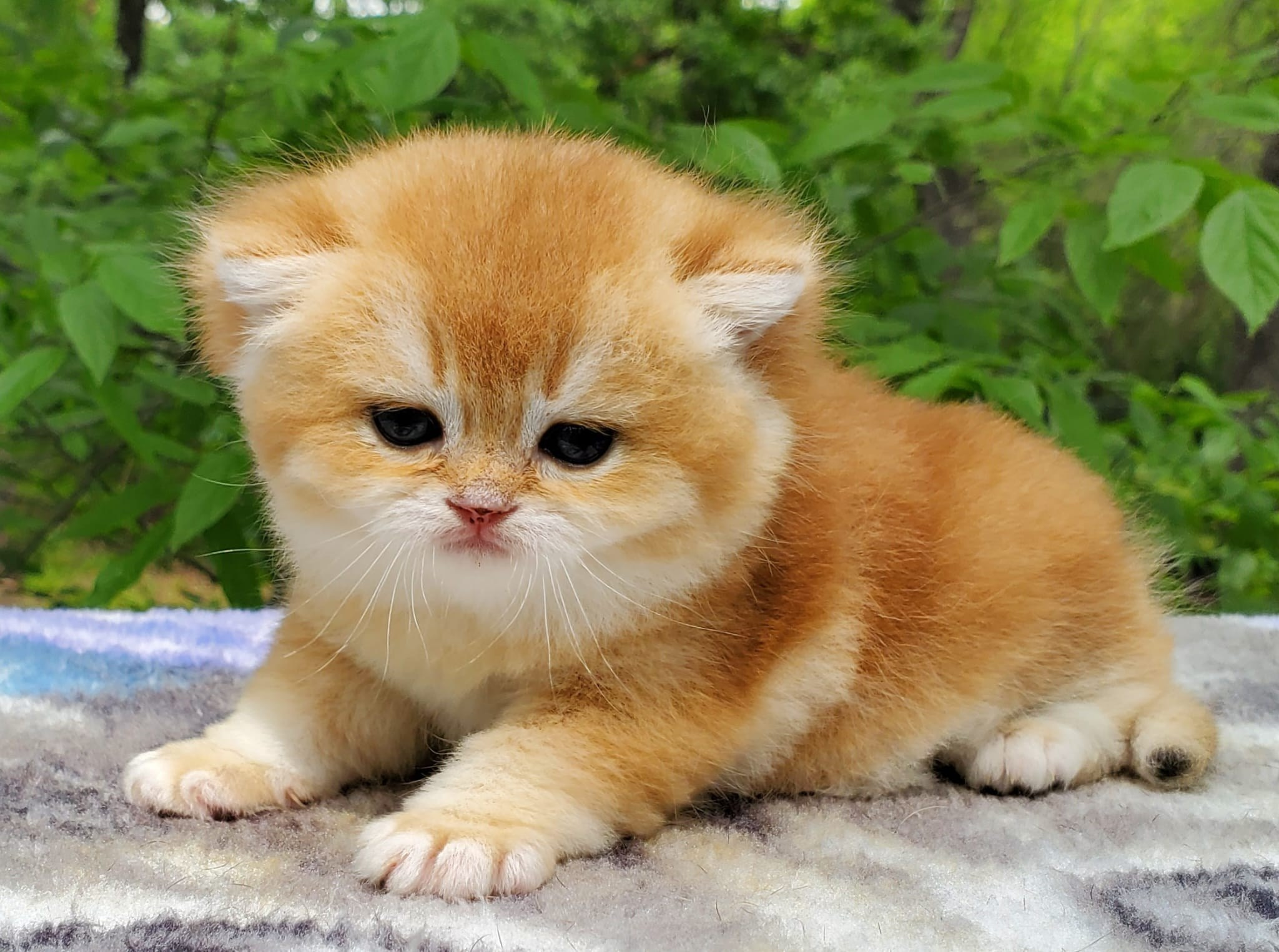 Sonya, female, DB- 03.31.25, sold. British shorhair Cats