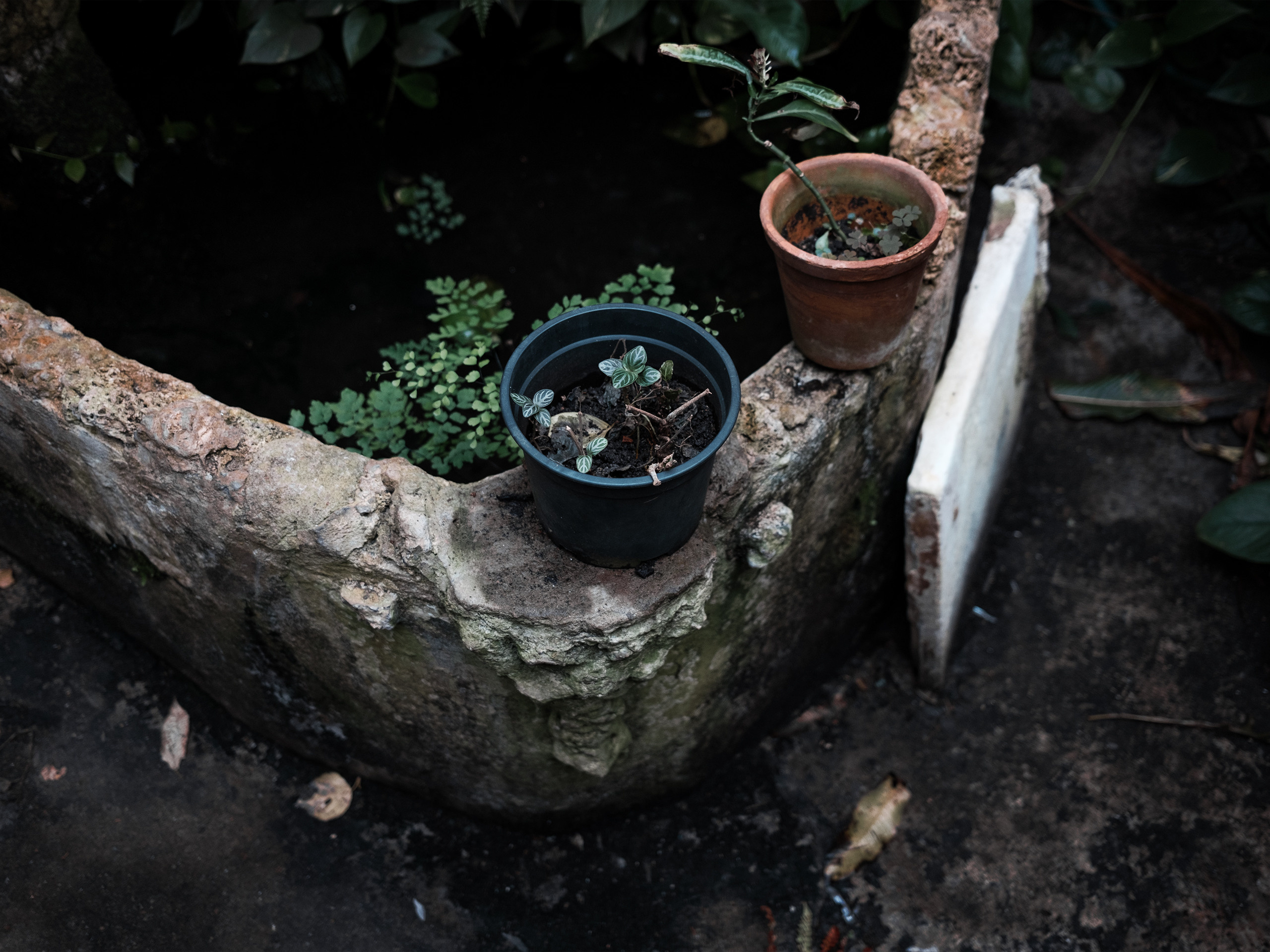 Оранжерея. Фотограф документалист Виктор Гаршнеп