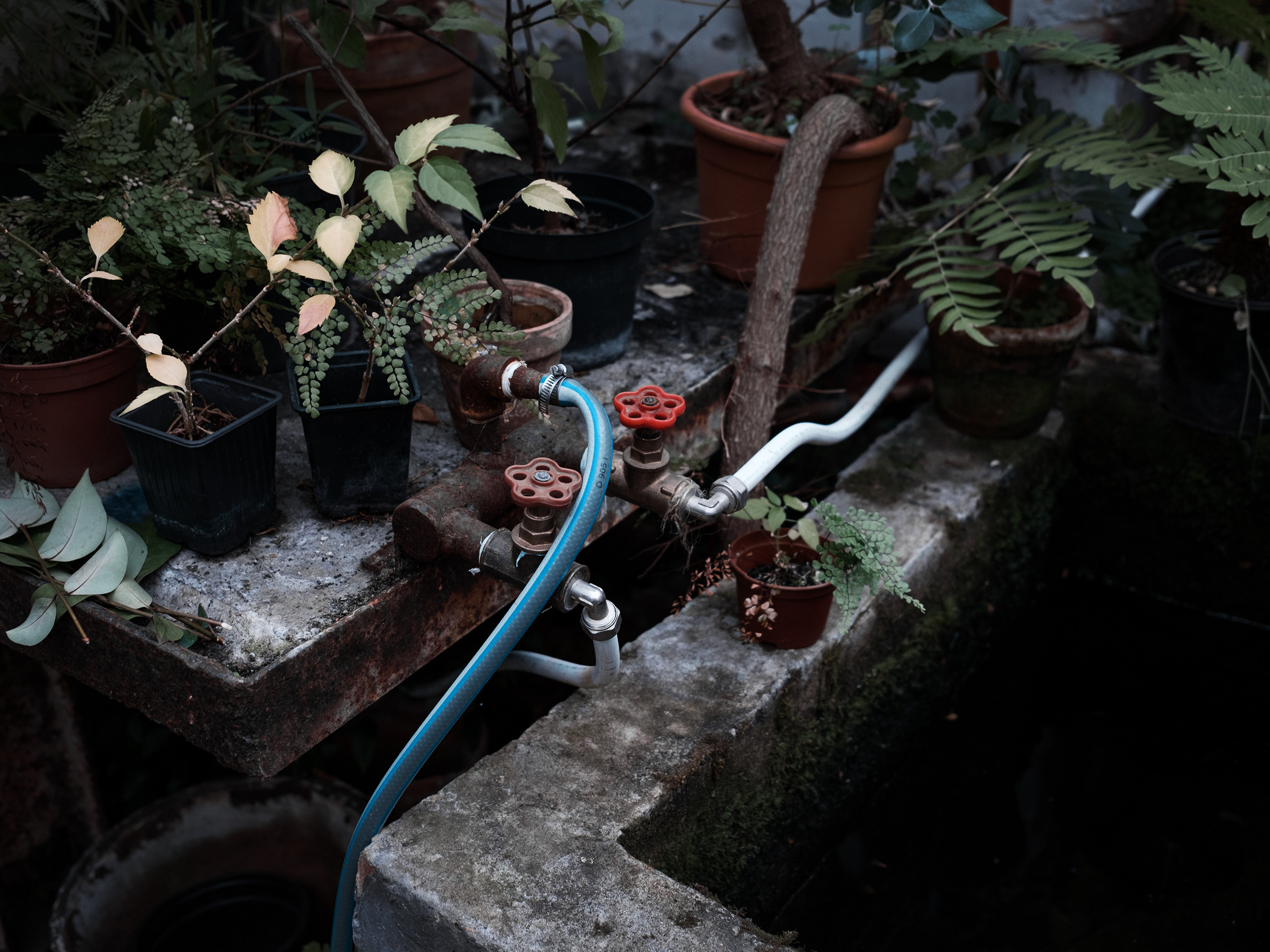 Оранжерея. Фотограф документалист Виктор Гаршнеп