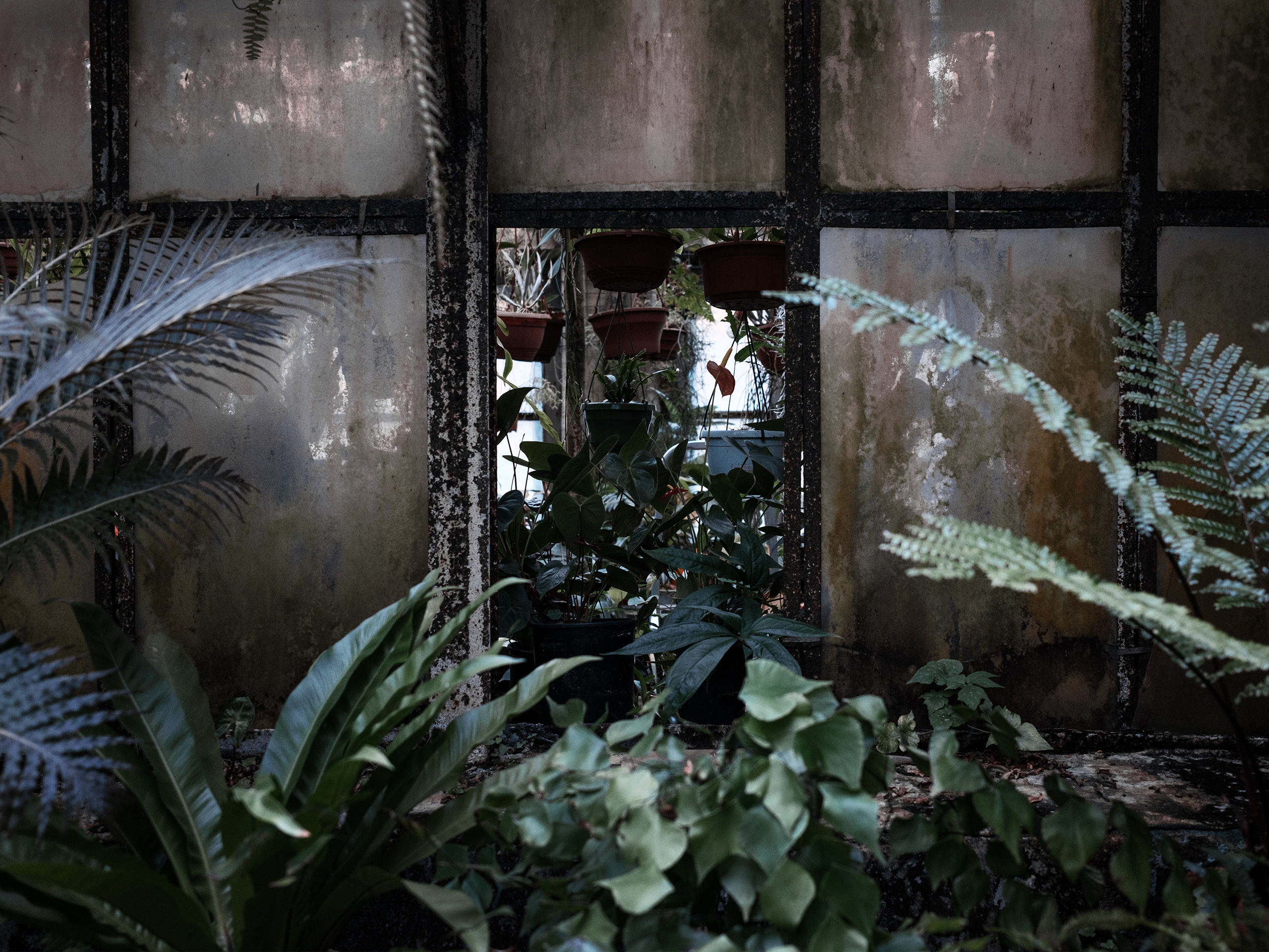 Оранжерея. Фотограф документалист Виктор Гаршнеп