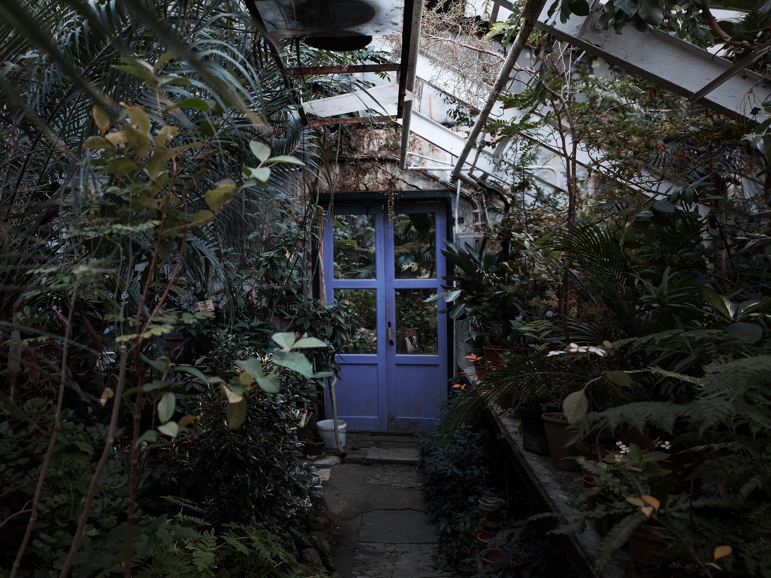 Оранжерея. Фотограф документалист Виктор Гаршнеп