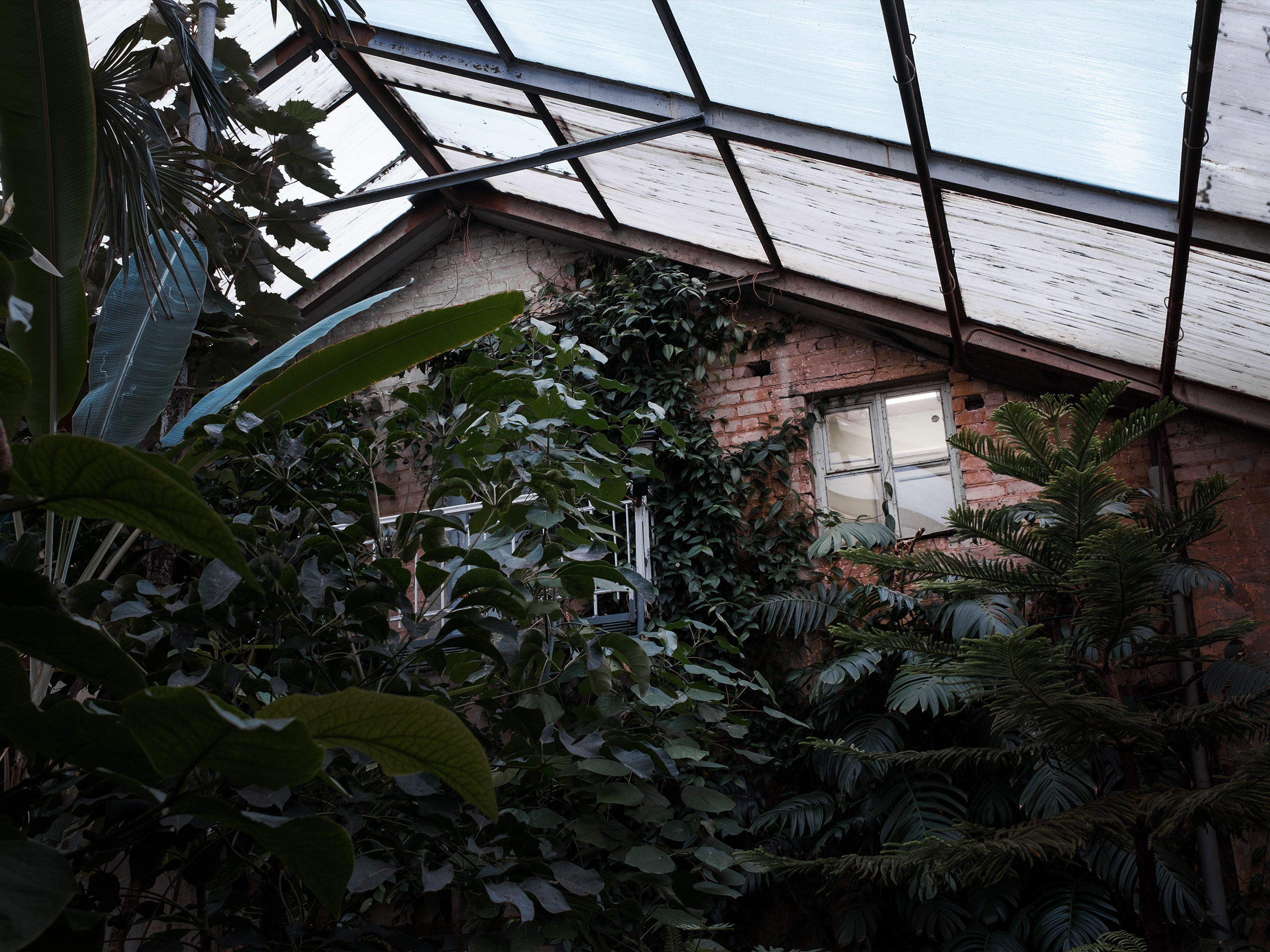 Оранжерея. Фотограф документалист Виктор Гаршнеп