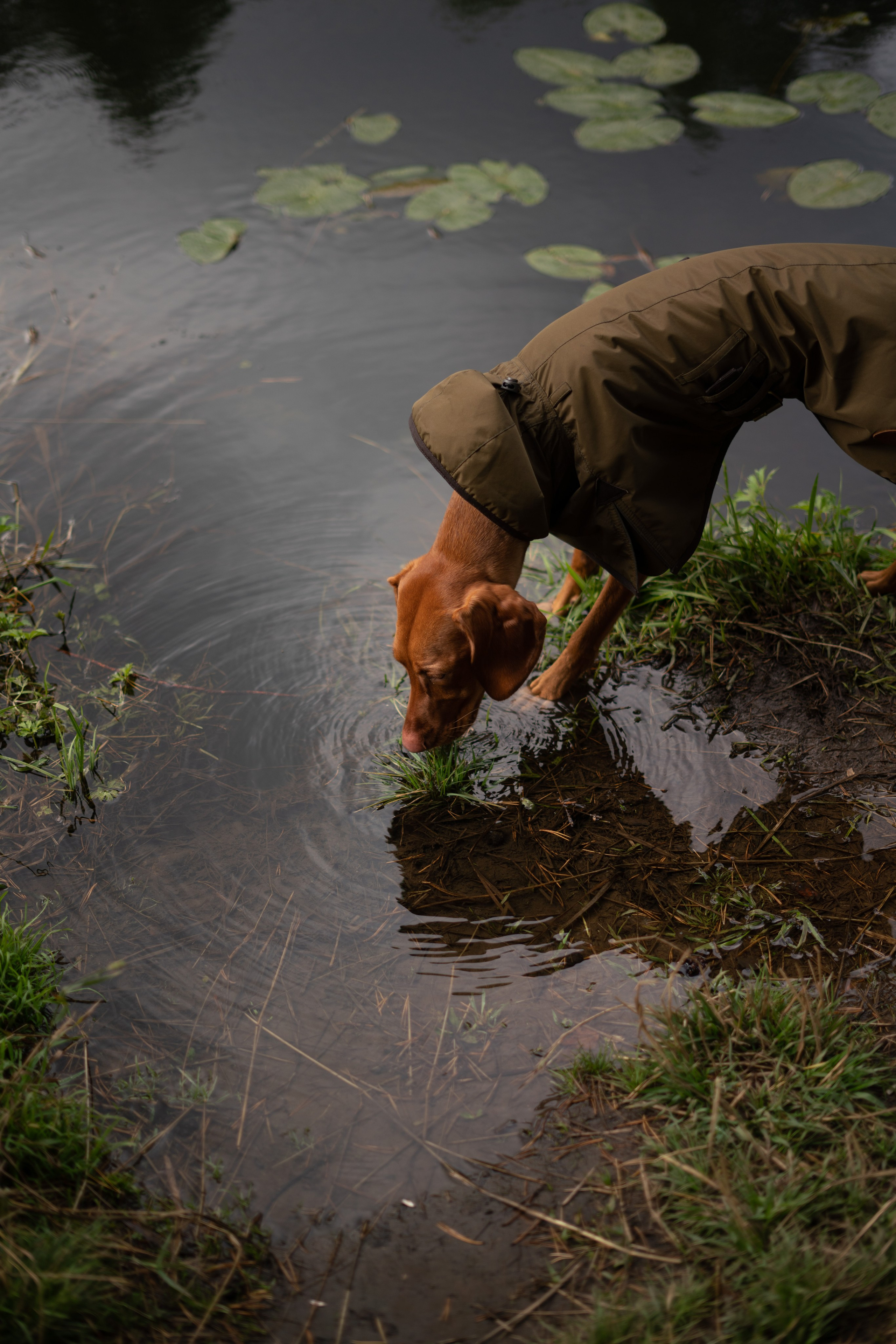 Одежда для собак Bravehound. Фотограф анималист Осипчикова Мария