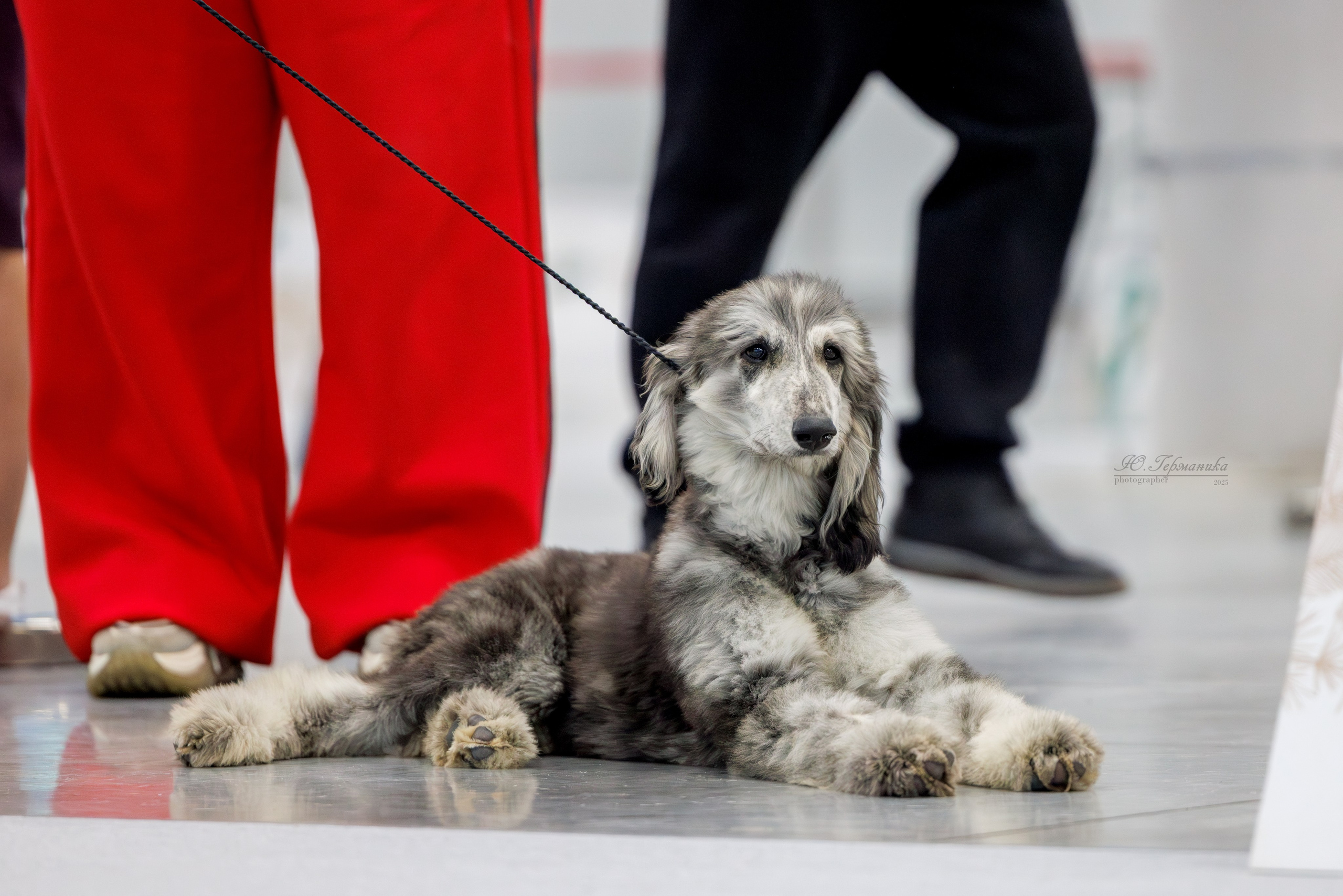 Зилант Казань 29-30.11.2025. Фотограф-анималист Юлия Германика