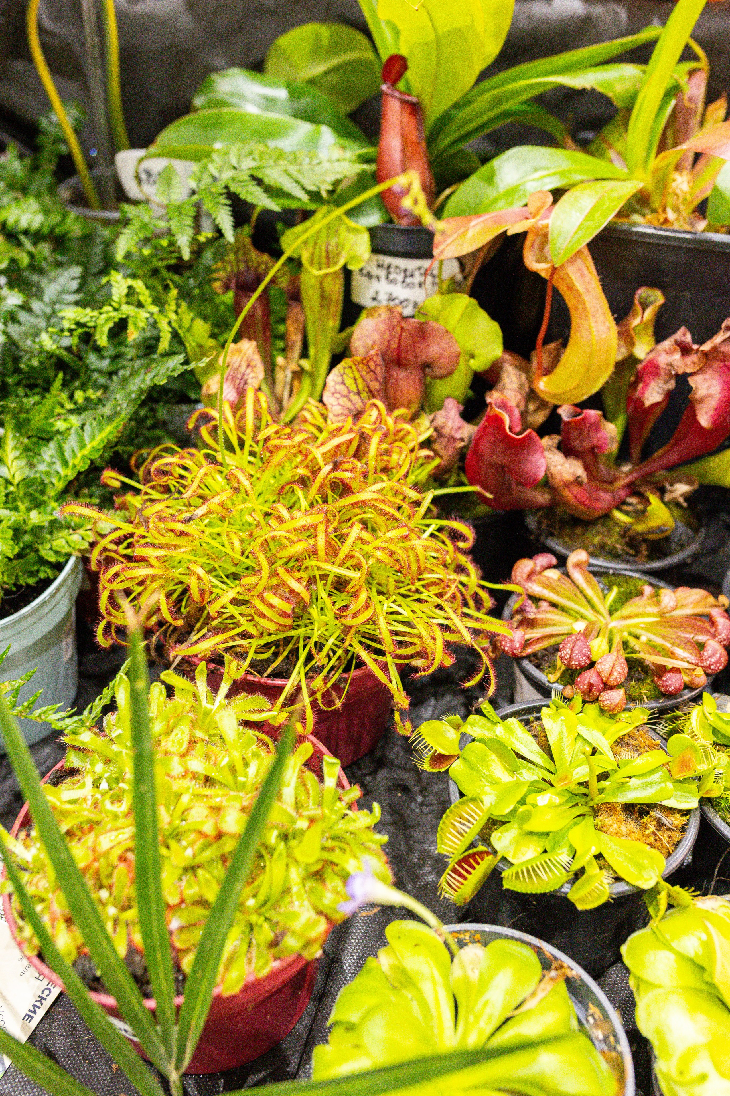 Монстериум 11–12 октября. Александра Куликова фотограф, Москва