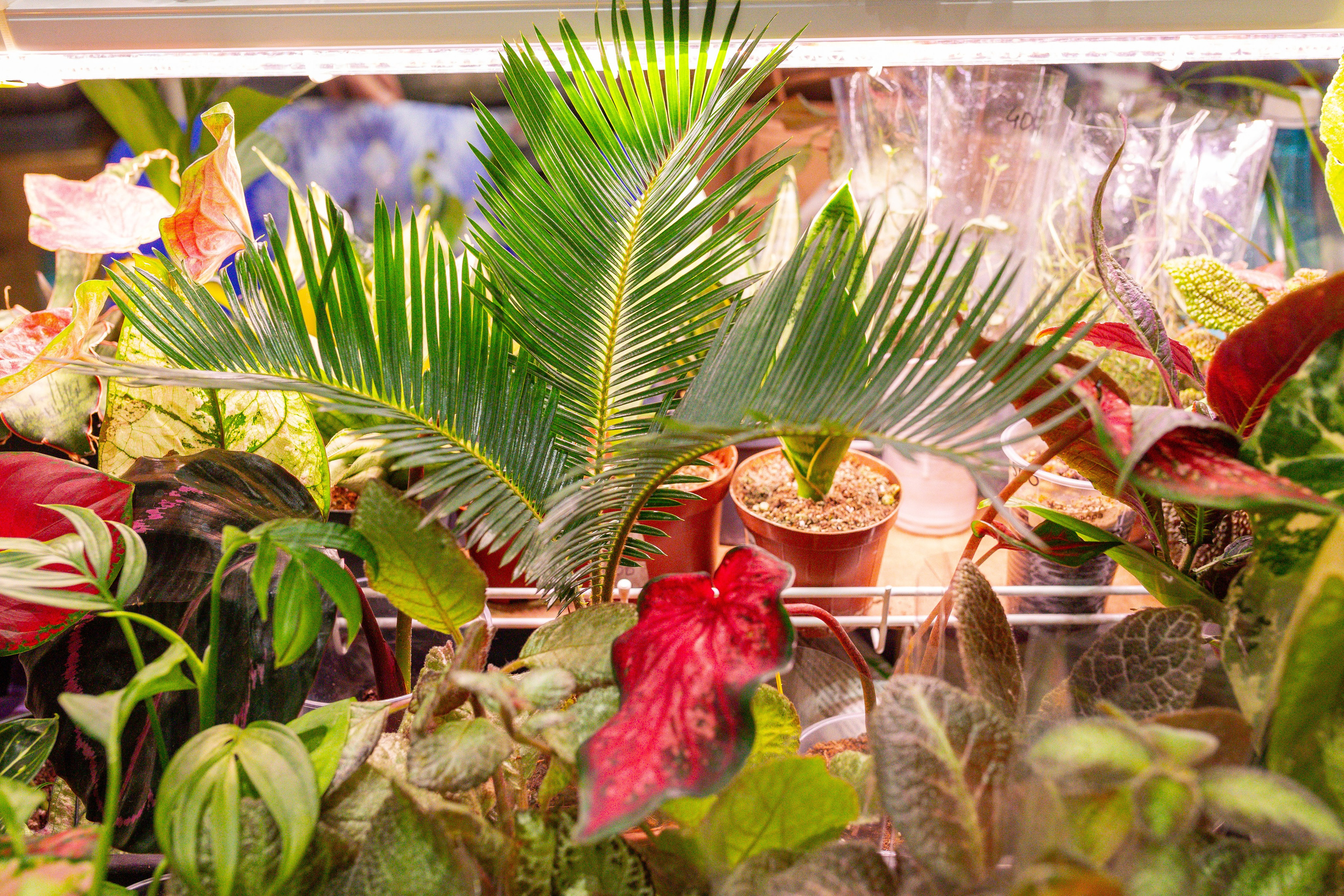 Монстериум 11–12 октября. Александра Куликова фотограф, Москва