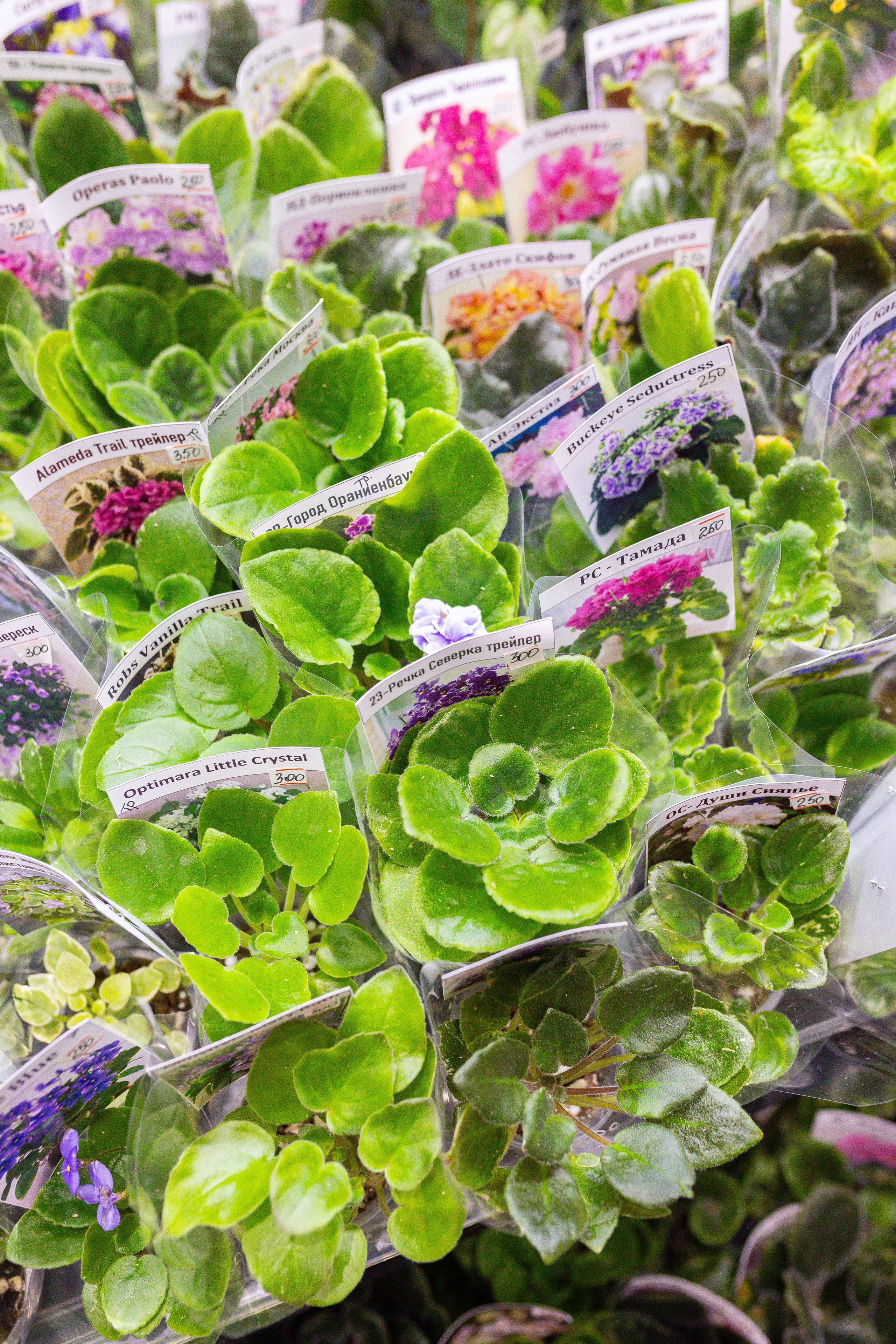 Монстериум 11–12 октября. Александра Куликова фотограф, Москва