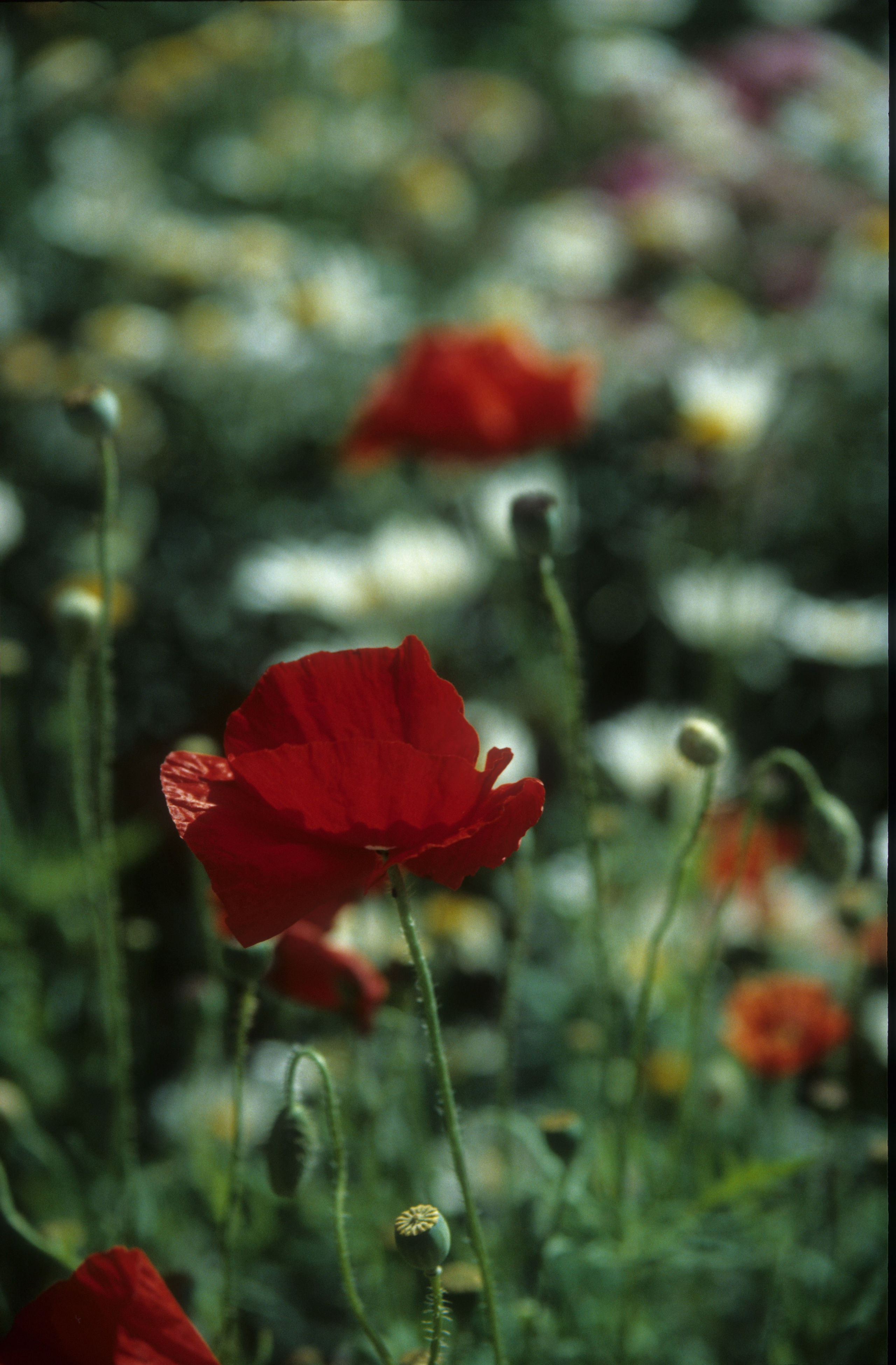 Лето в городе. Фотограф в Санкт-Петербурге Березовский Даниил